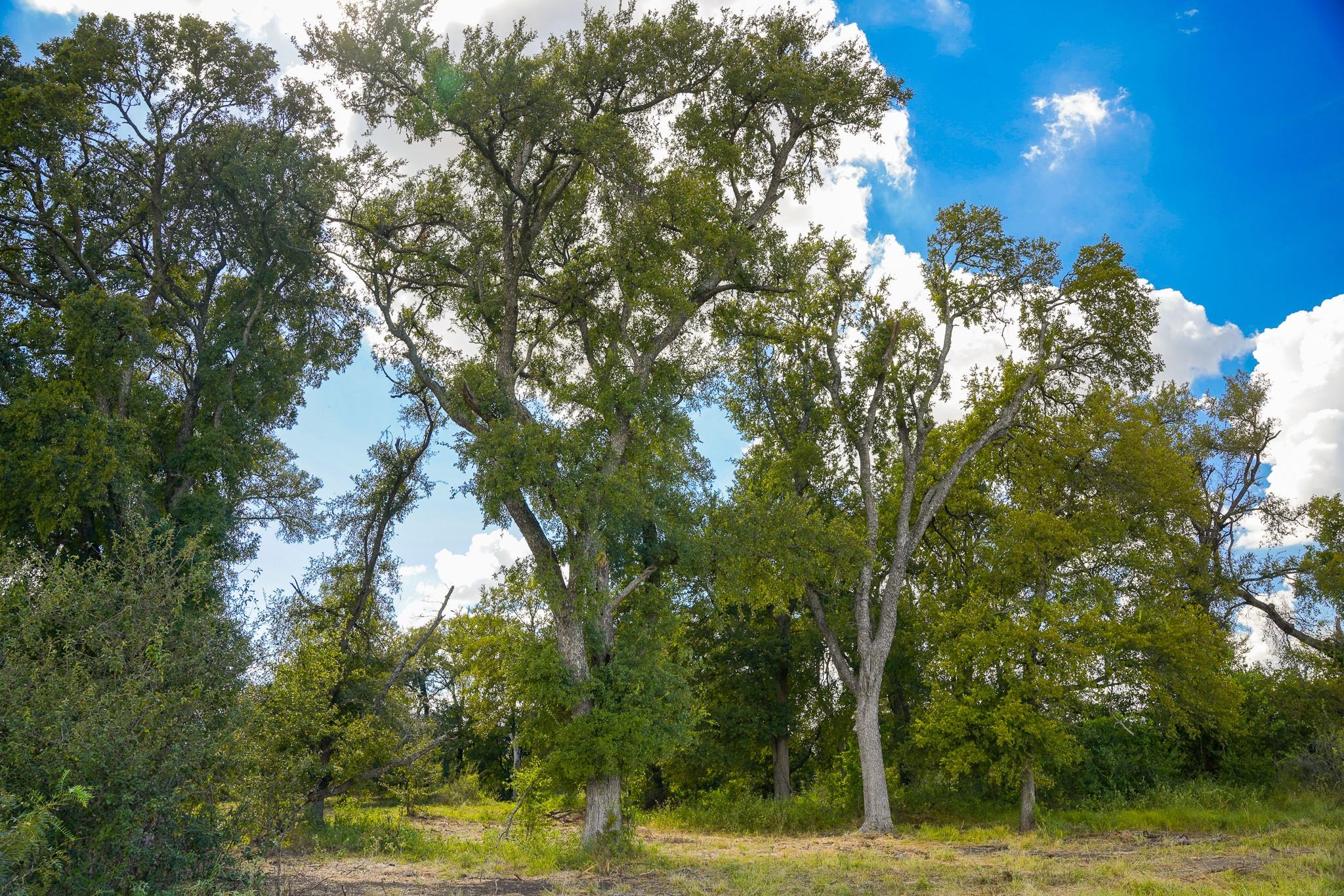 0 Tract 1 CR 470 - Ctr, Coupland, TX 78615