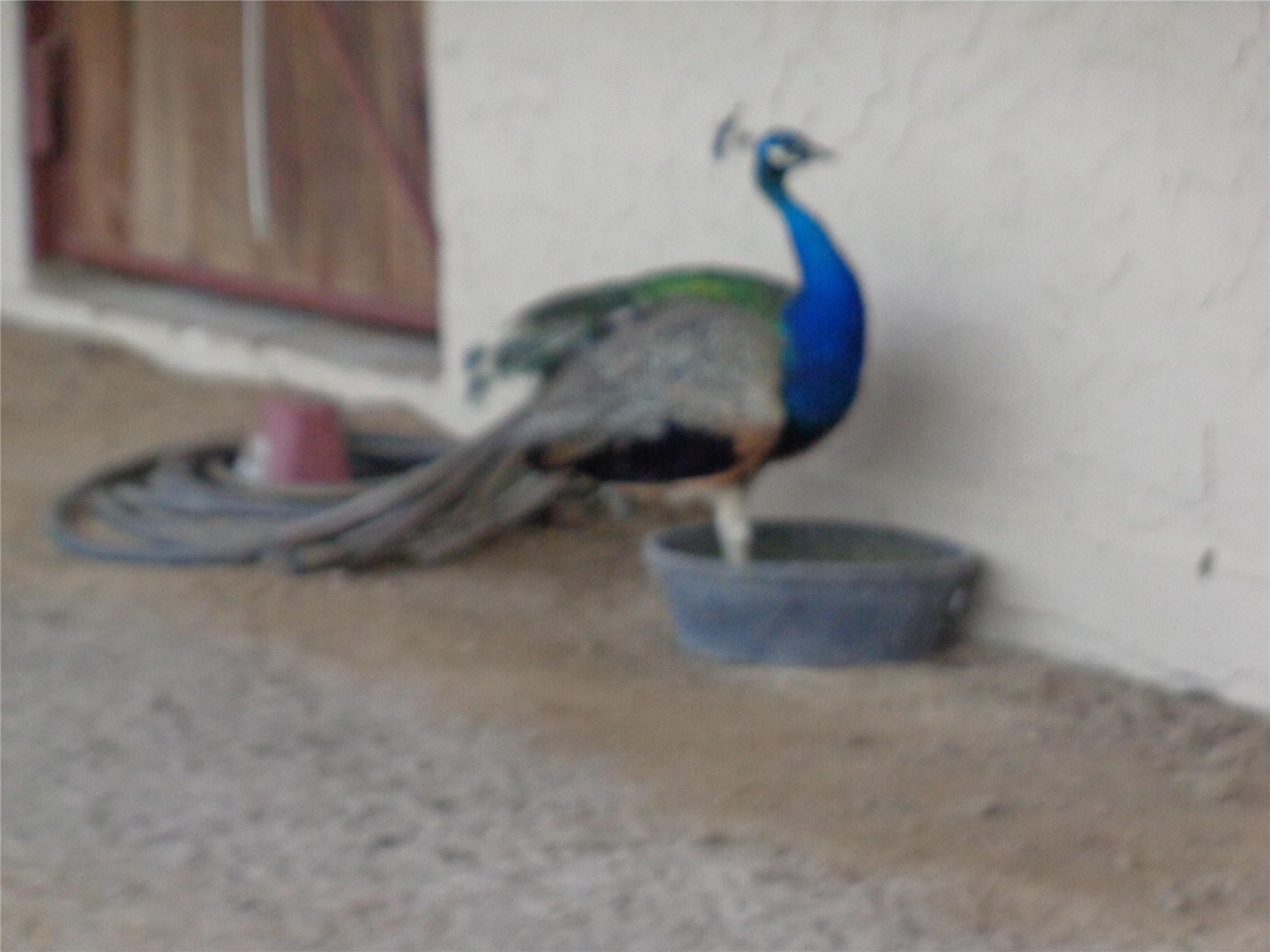 131 Cardinal Dr # B, Paige, TX 78659