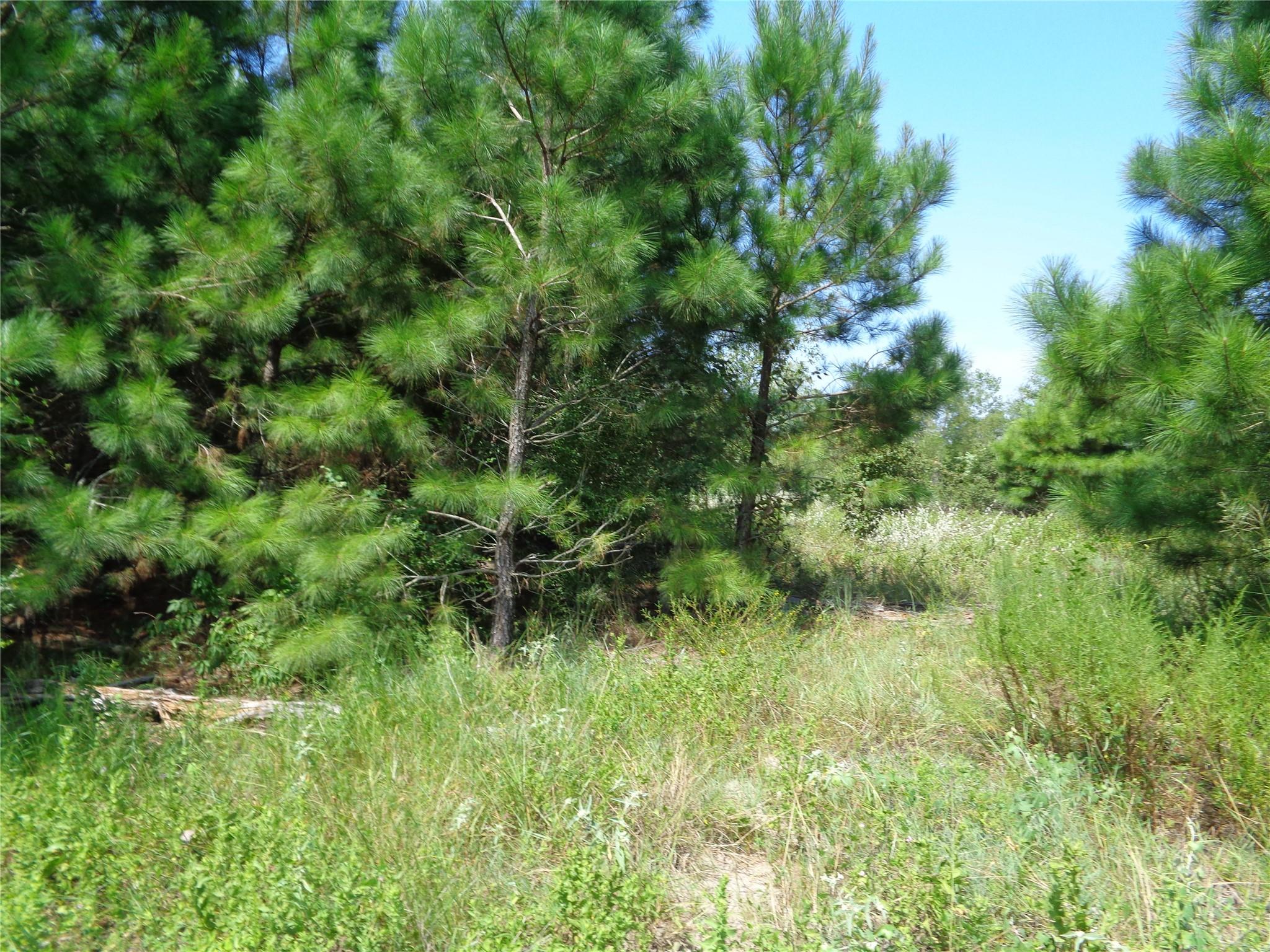 131 Cardinal Dr # B, Paige, TX 78659