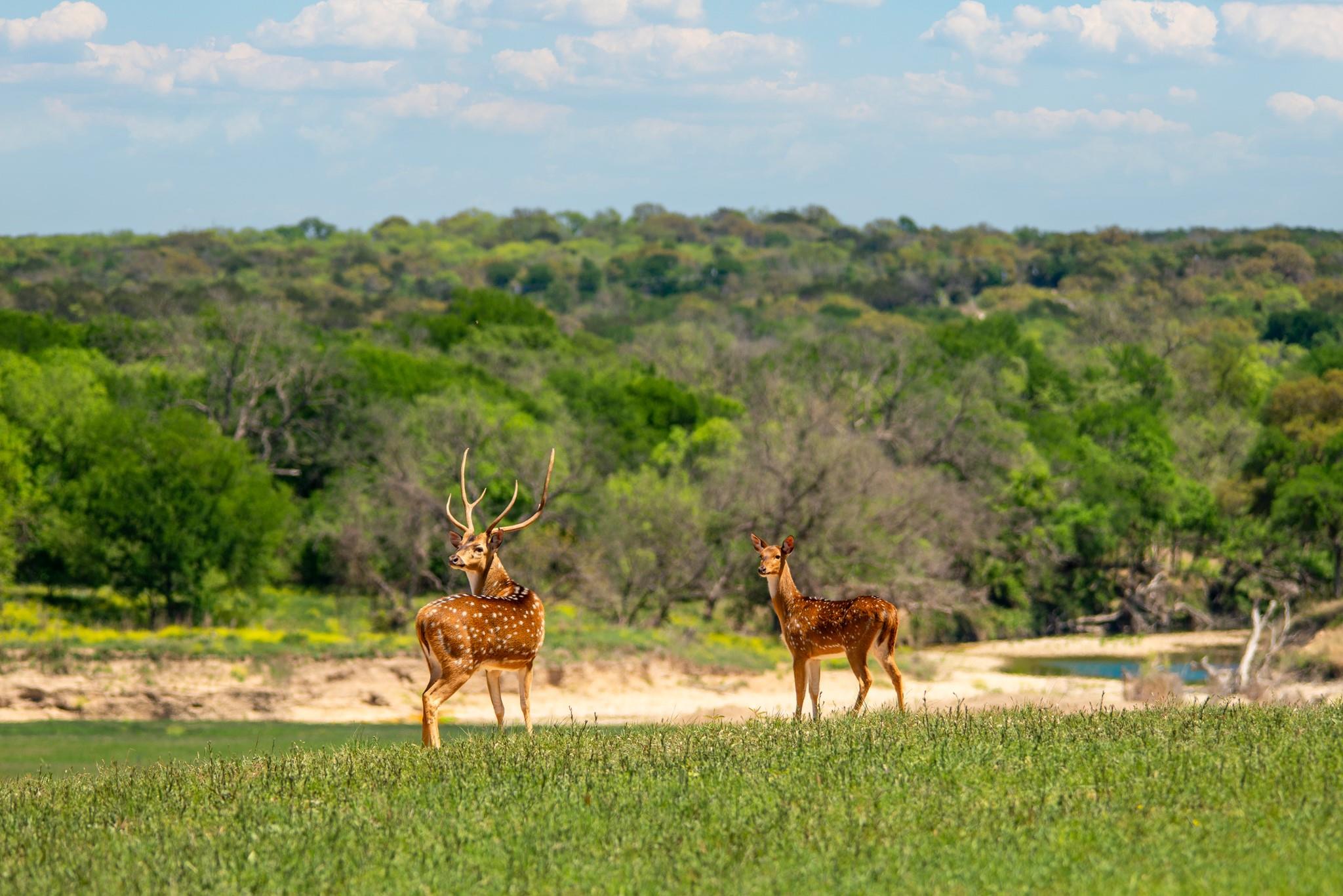 4503 FM 1715, Lampasas, TX 76550