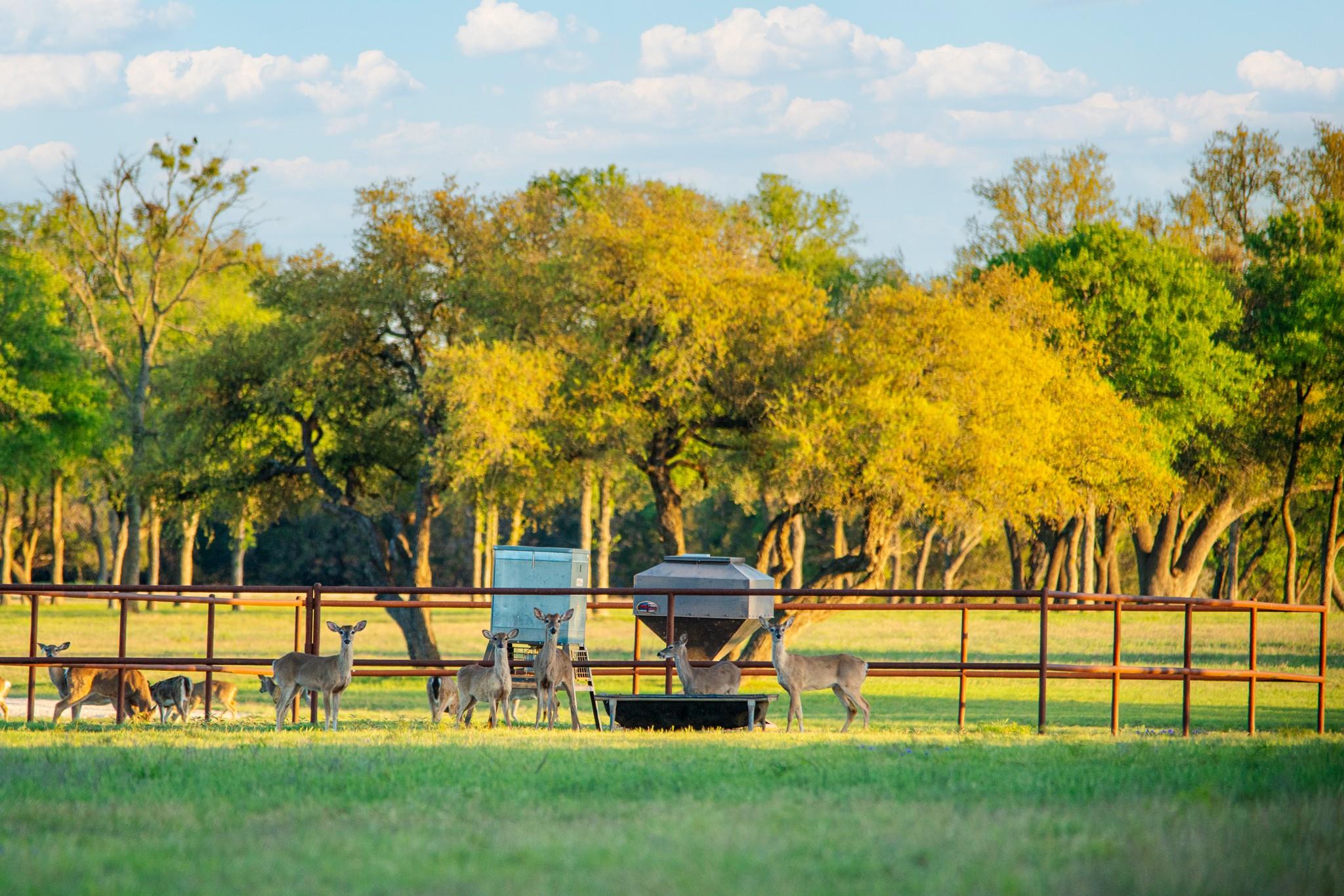 4503 FM 1715, Lampasas, TX 76550