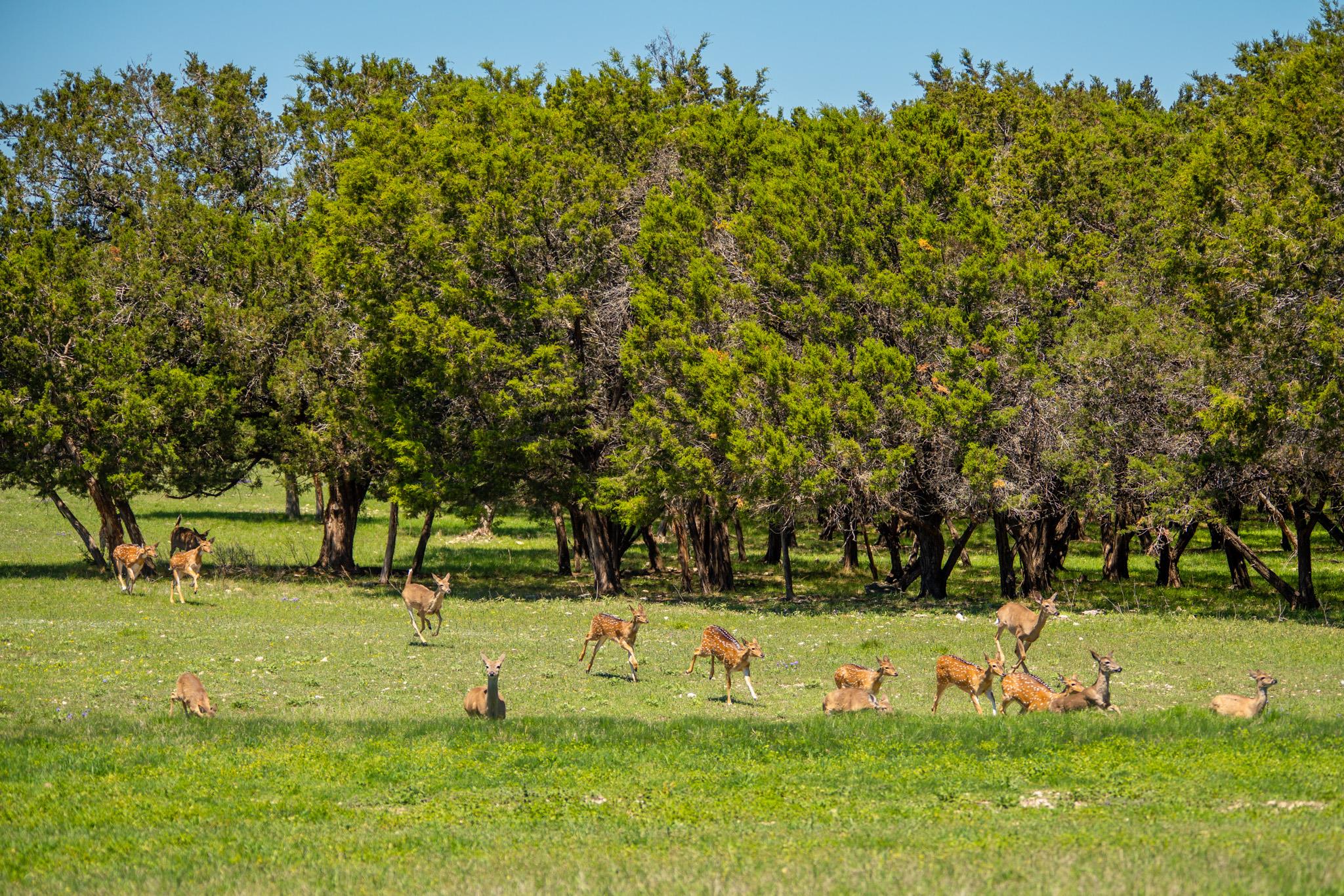 4503 FM 1715, Lampasas, TX 76550