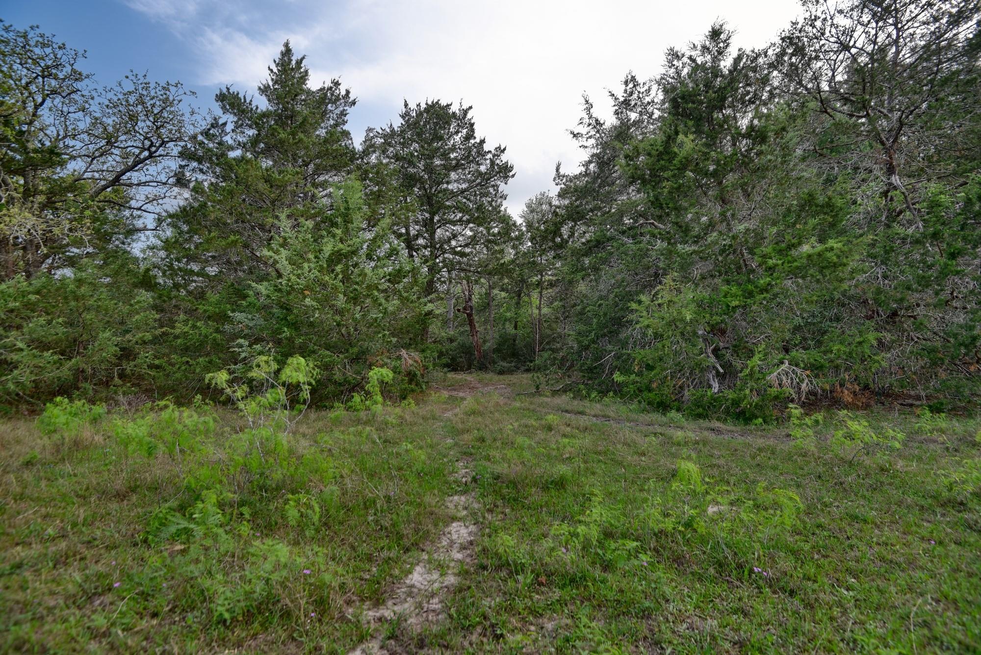 TBD (43.65 Acres) County Road 126, Caldwell, TX 77836