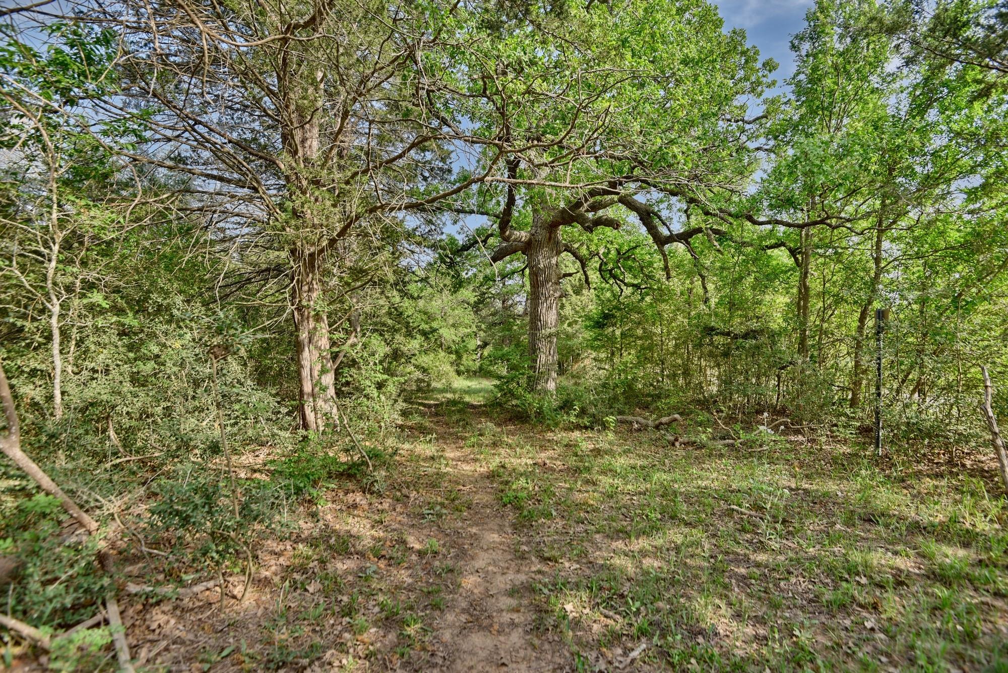 TBD (43.65 Acres) County Road 126, Caldwell, TX 77836