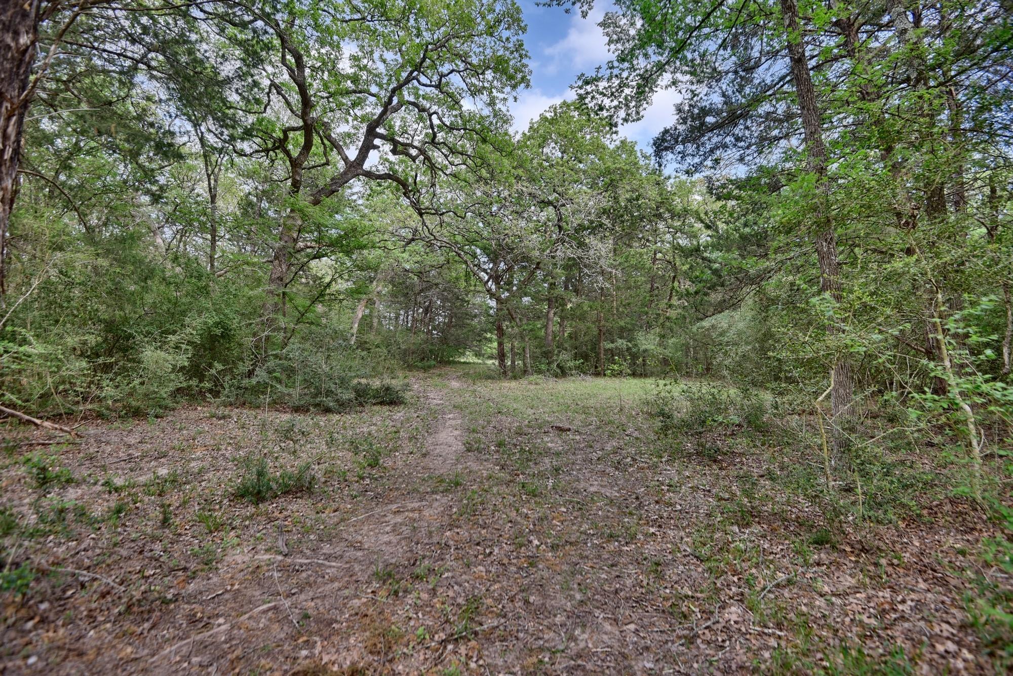TBD (43.65 Acres) County Road 126, Caldwell, TX 77836