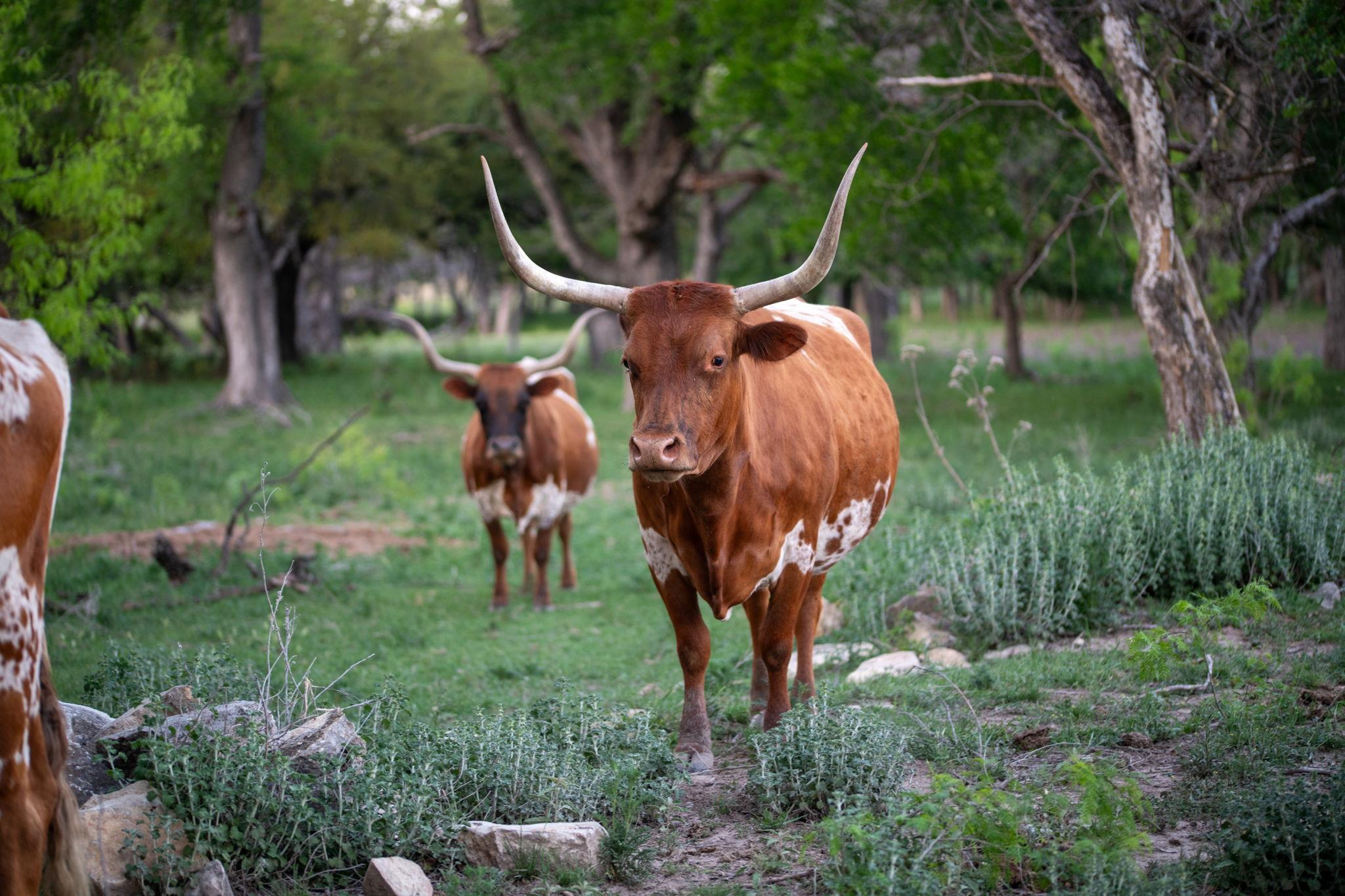 92 Acres N Us Highway 281, Lampasas, TX 76550