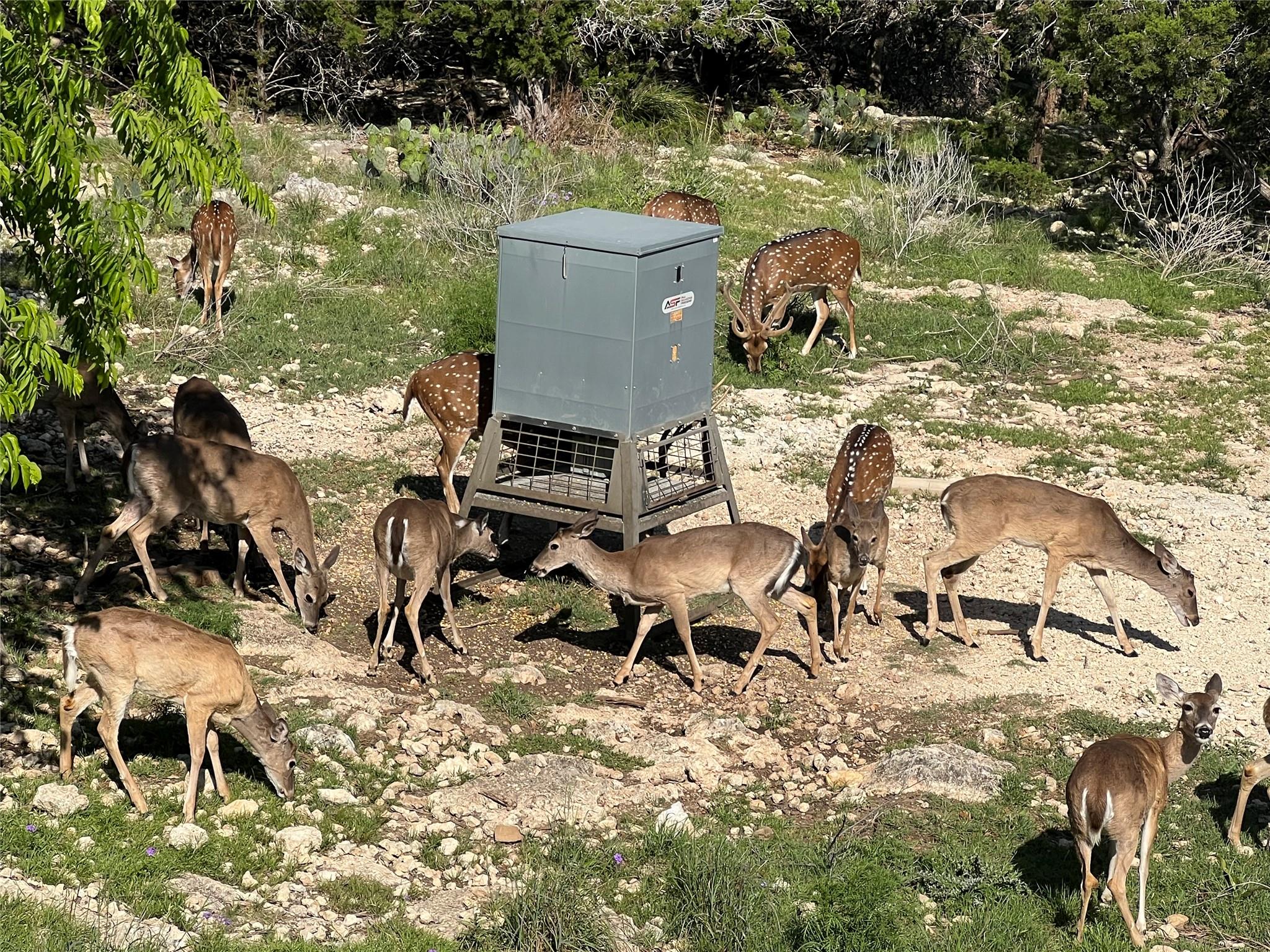 1802 Cattail Dr, Canyon Lake, TX 78133