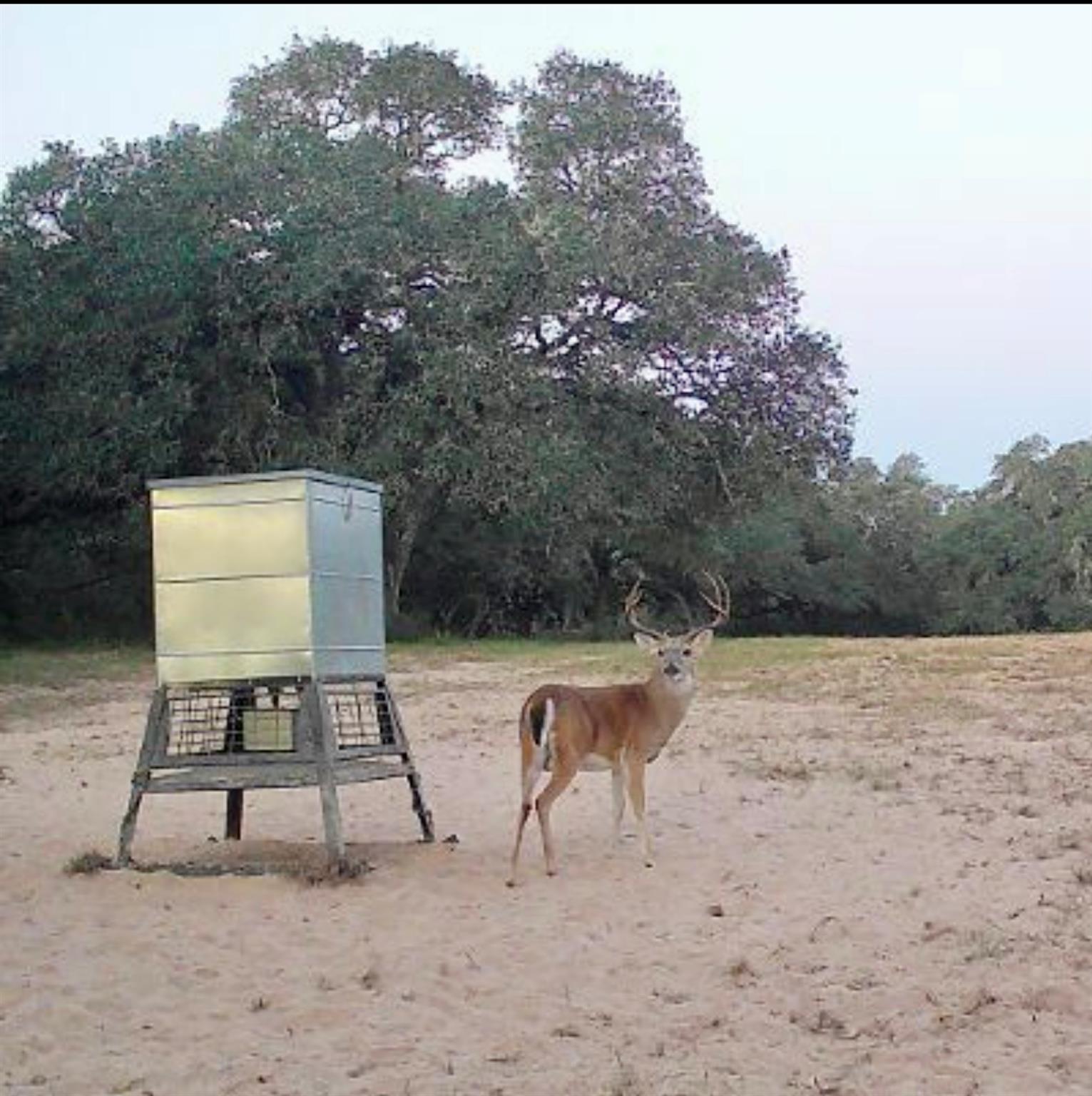 3814 CR 19, Hallettsville, TX 77964