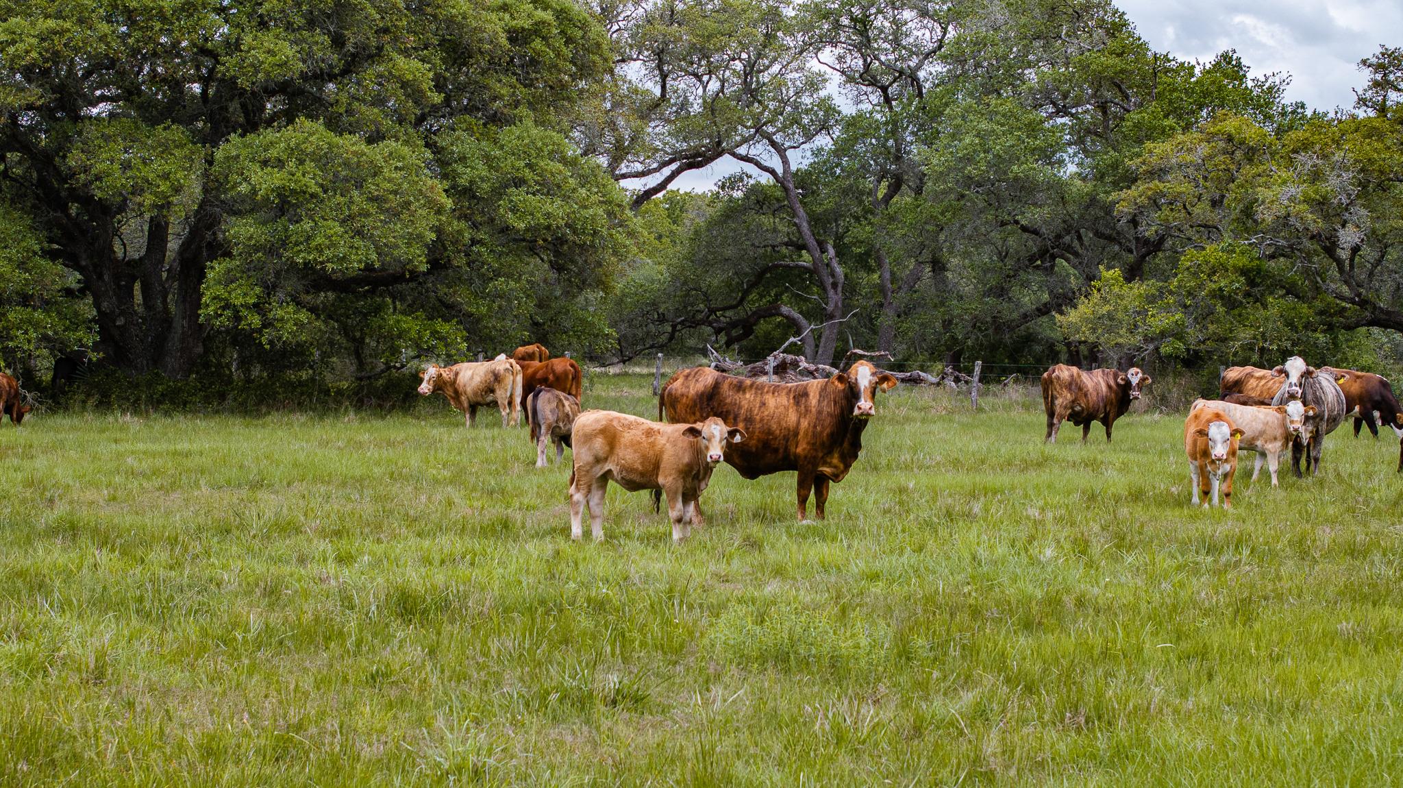 3814 CR 19, Hallettsville, TX 77964