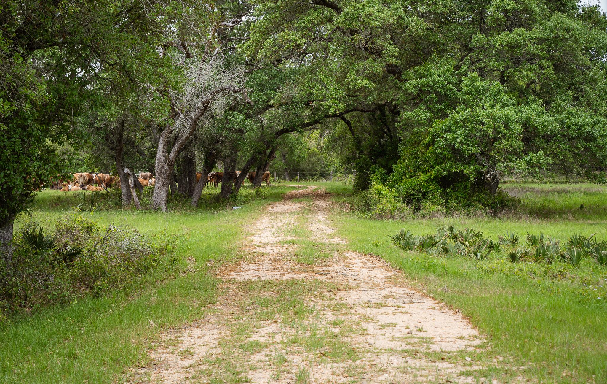 3814 CR 19, Hallettsville, TX 77964