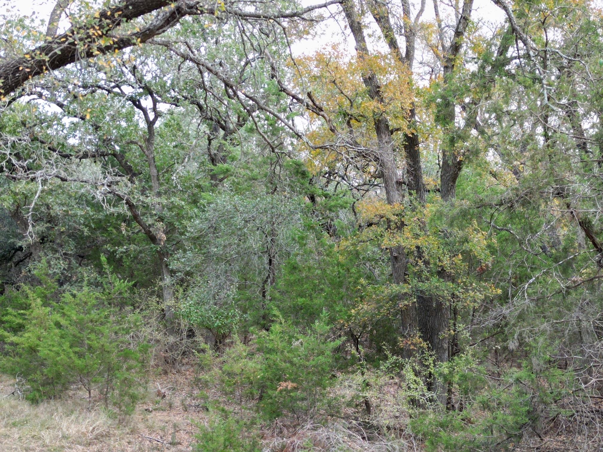 20940 Firefly Rd, Florence, TX 76527