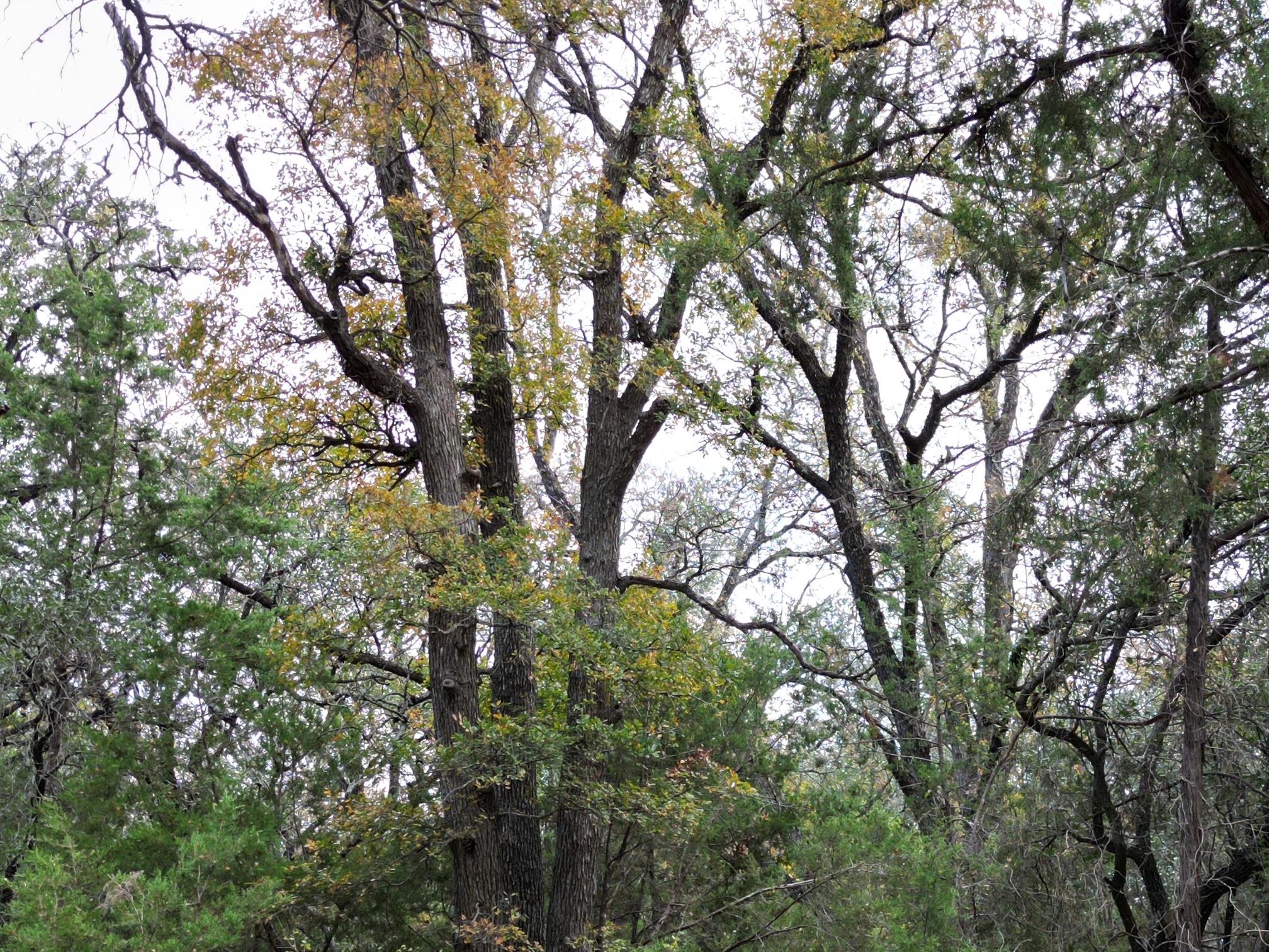 20940 Firefly Rd, Florence, TX 76527