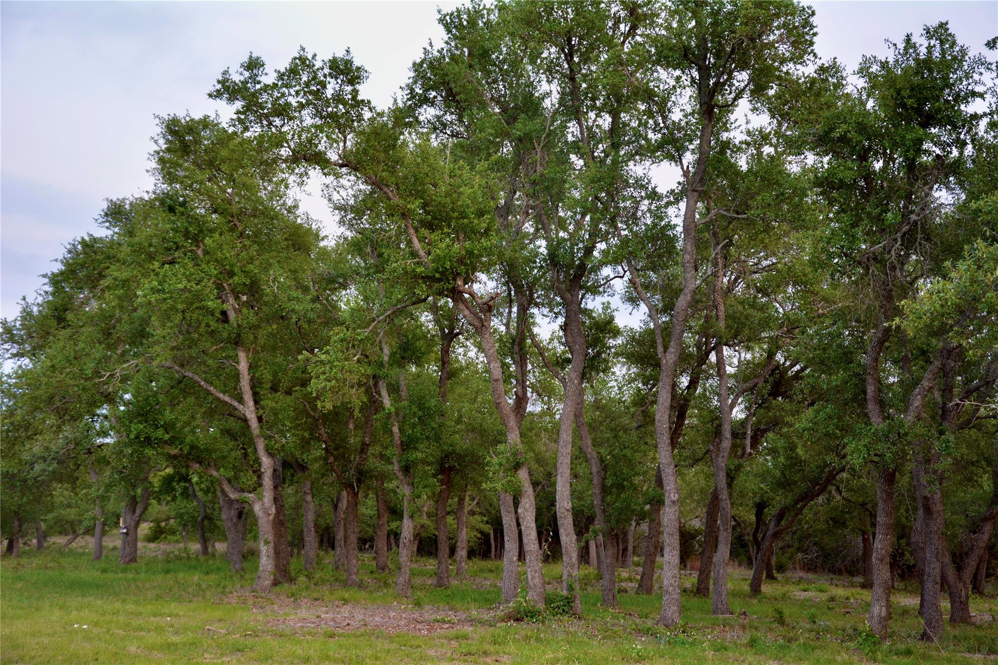 201 Medlin Creek Loop, Dripping Springs, TX 78620
