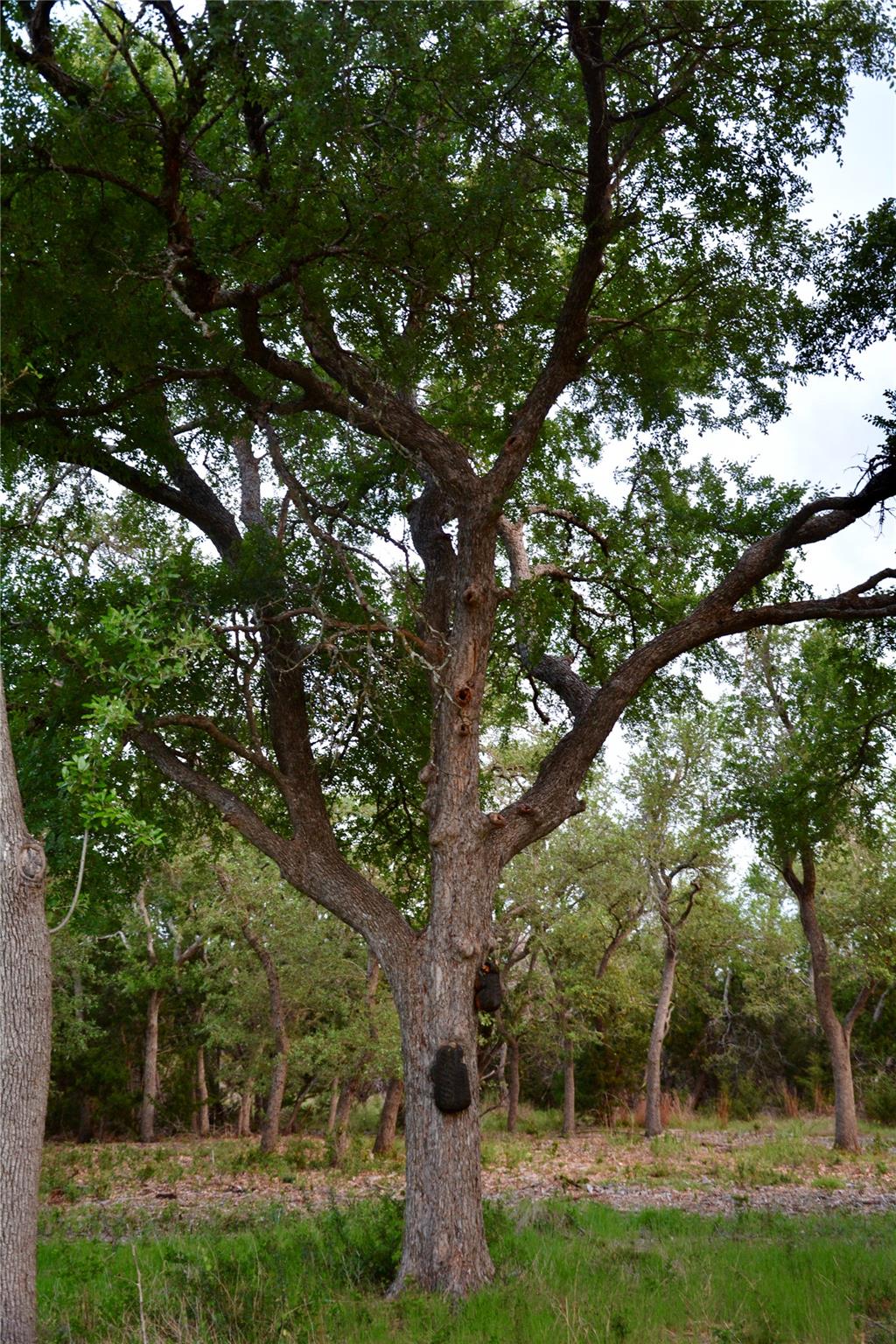 201 Medlin Creek Loop, Dripping Springs, TX 78620