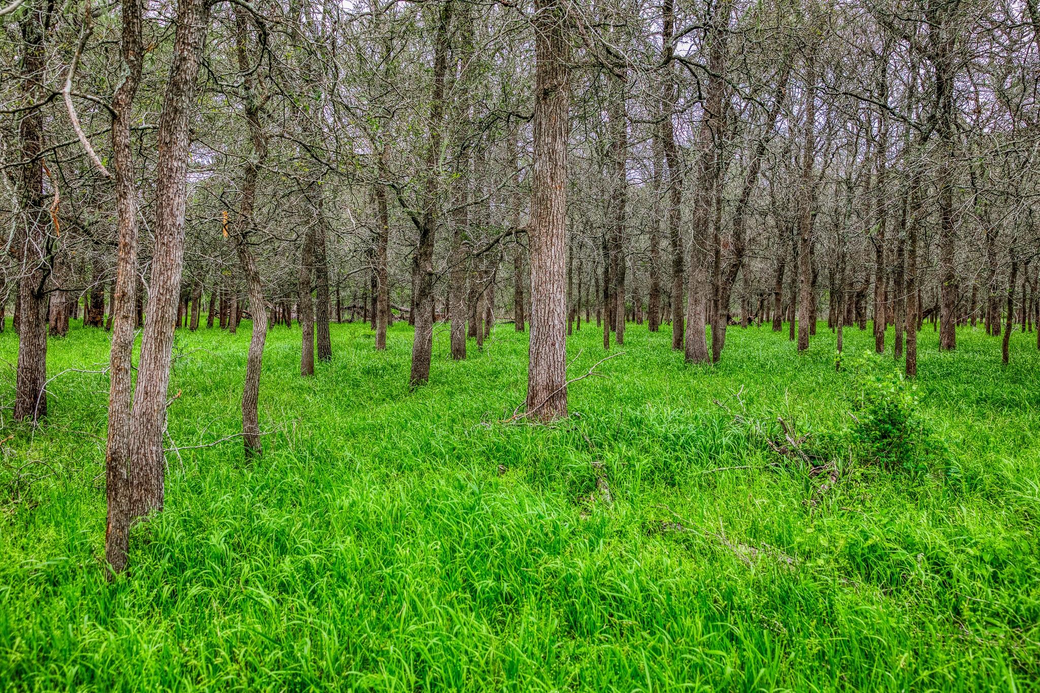 TBD (349.84 Acres) County Road 125, Ledbetter, TX 78946