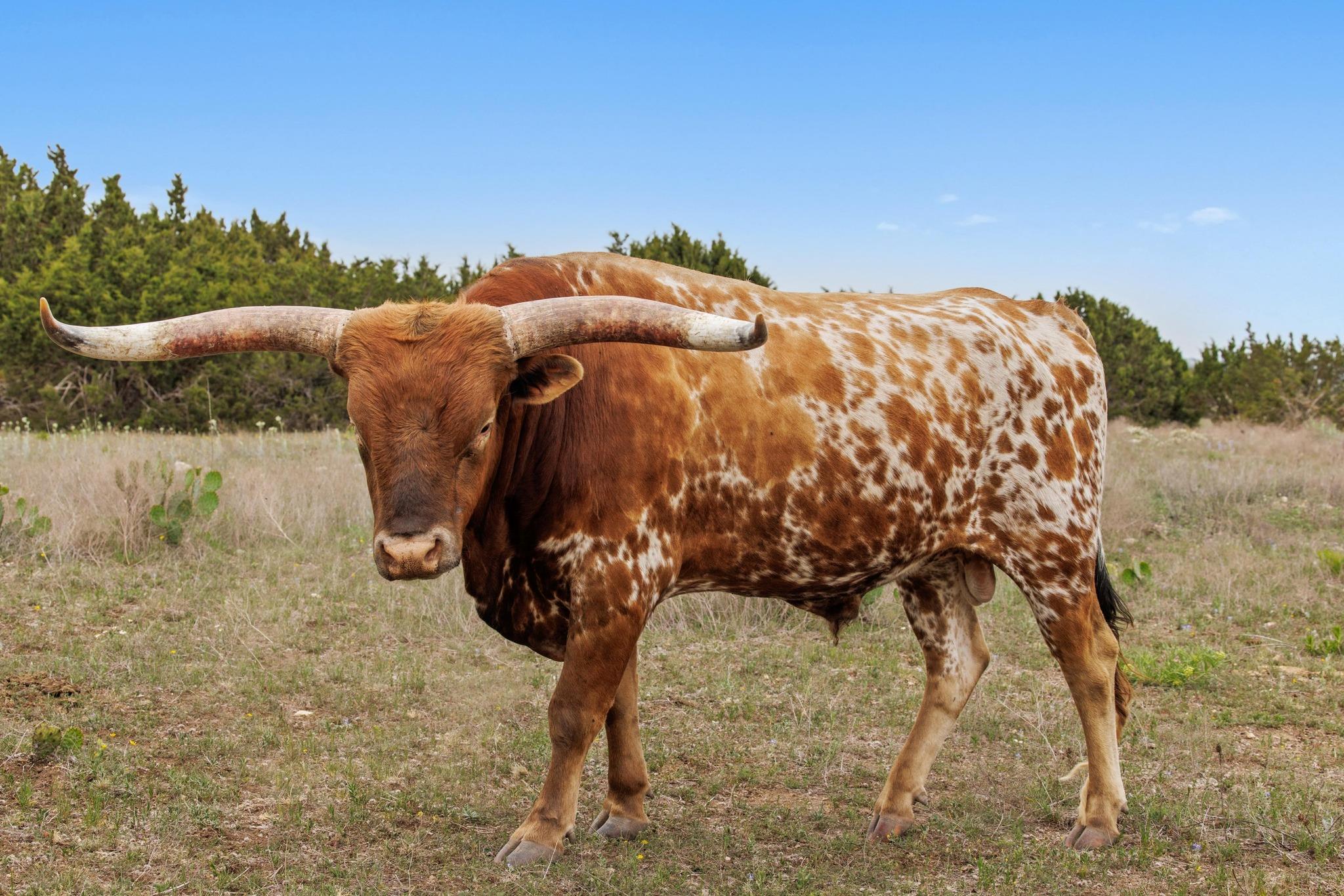 1283 Rattlesnake Trl, Burnet, TX 78611