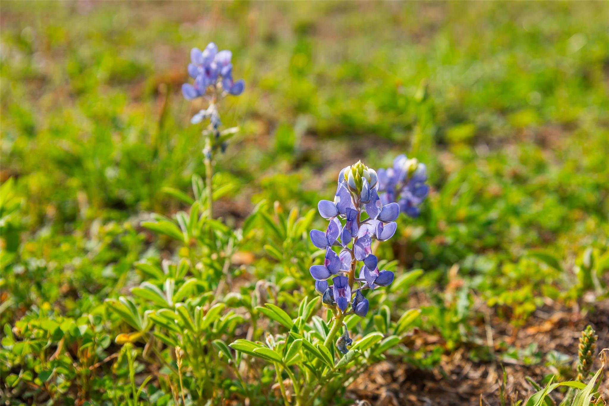 Lot 50 Mountain Laurel Ln, Spicewood, TX 78669