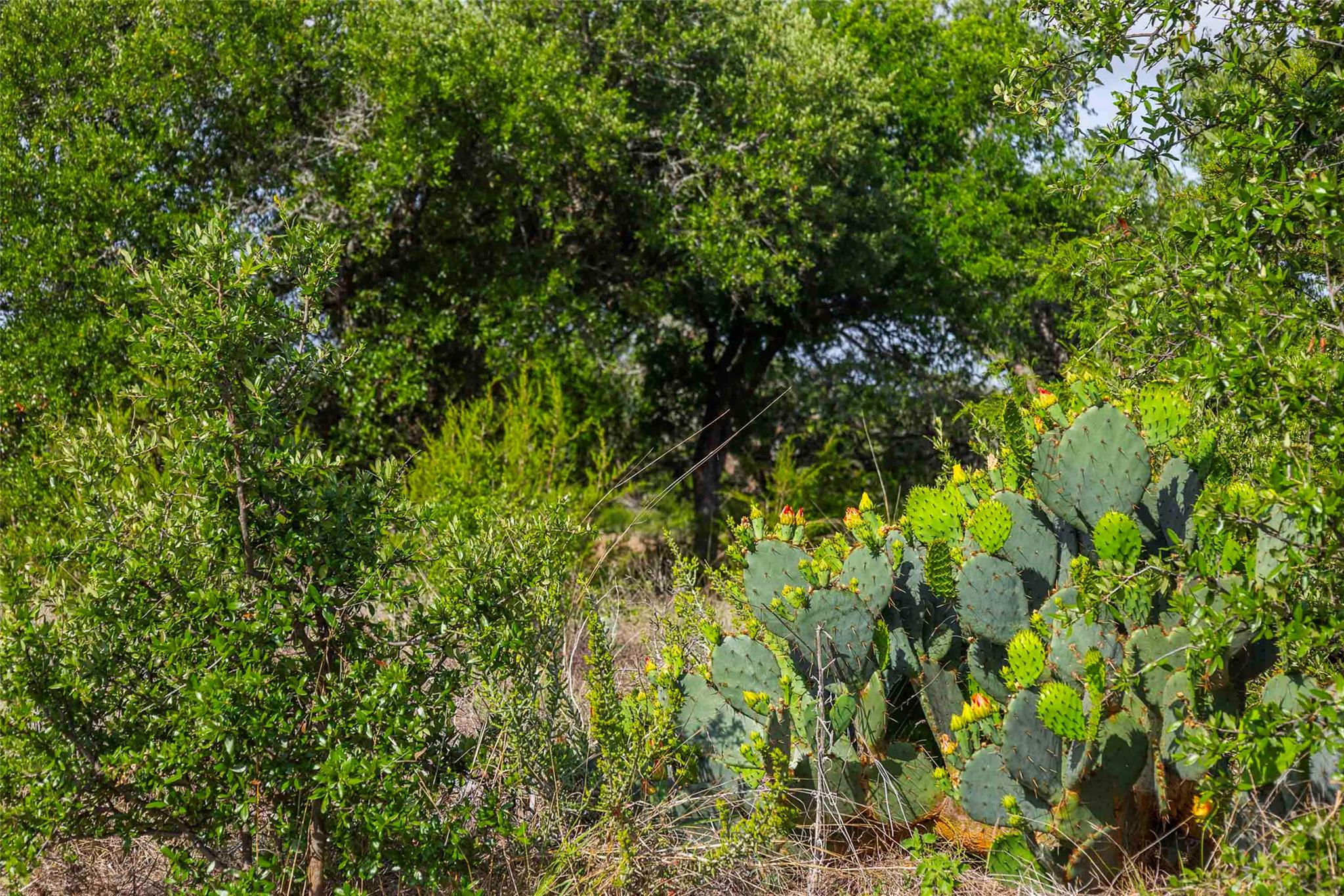 Lot 50 Mountain Laurel Ln, Spicewood, TX 78669