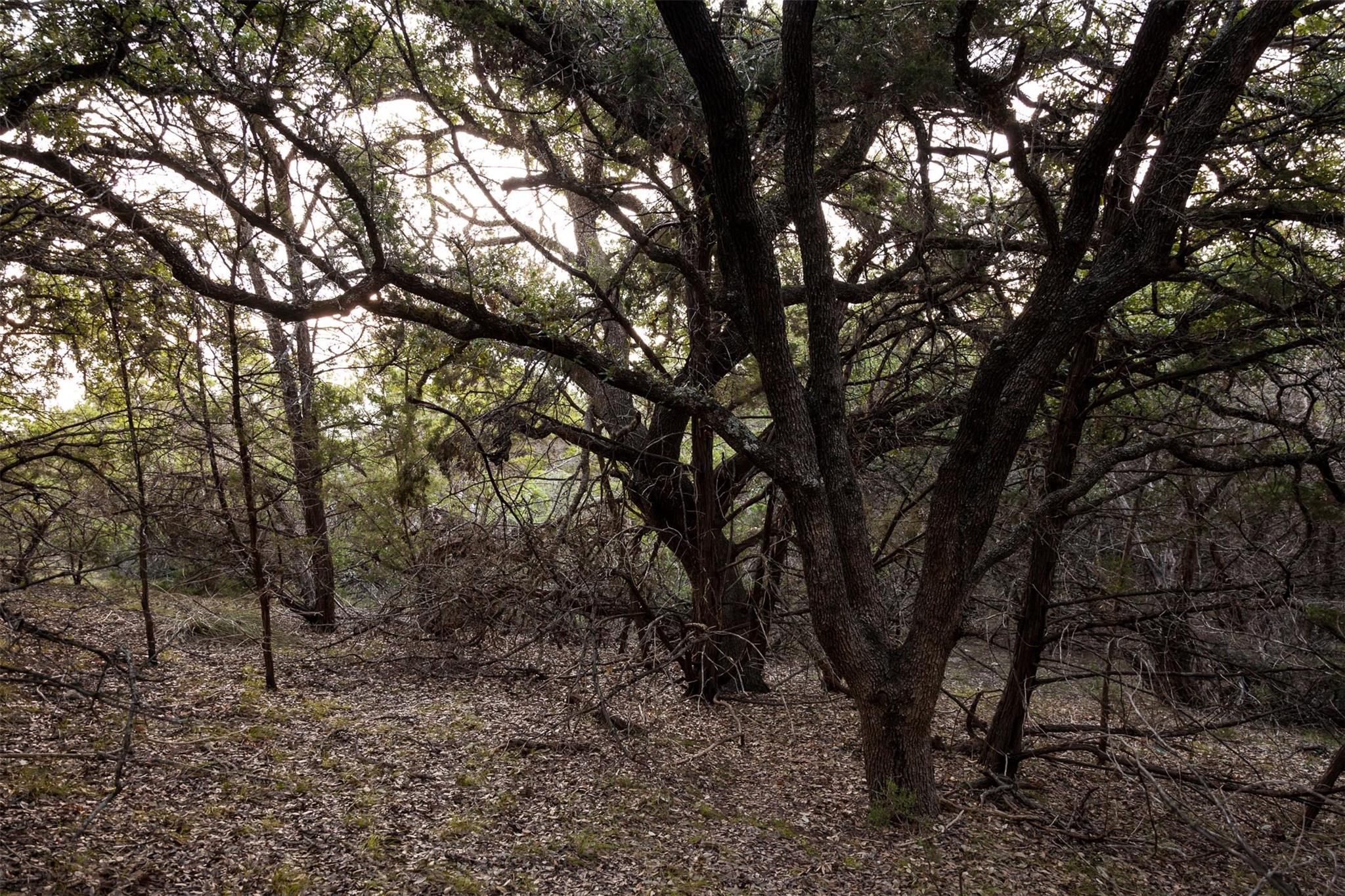 1921 Springlake Dr, Dripping Springs, TX 78620