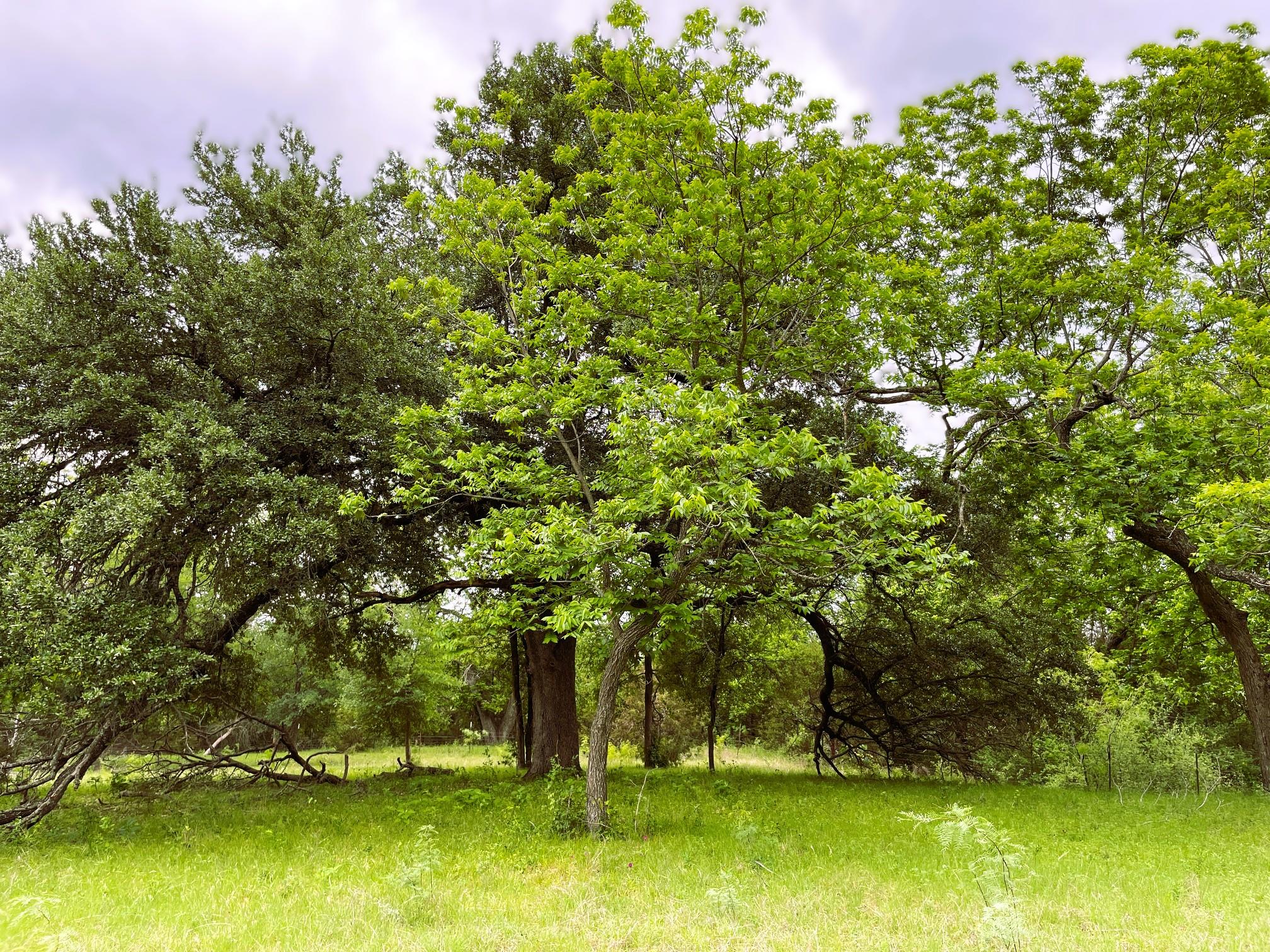 7866 County Road 404, Spicewood, TX 78669