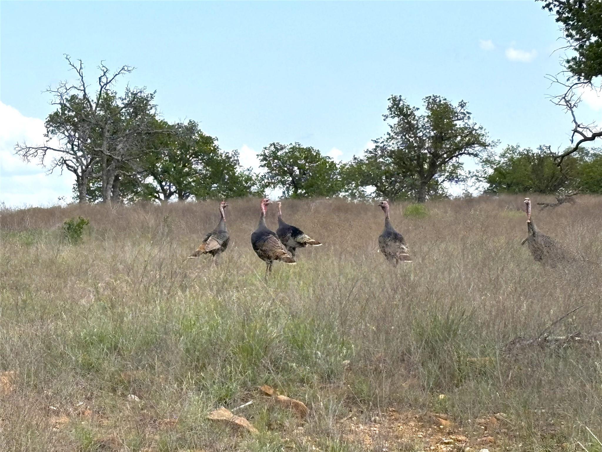 7331 County Road 121, Richland Springs, TX 76871