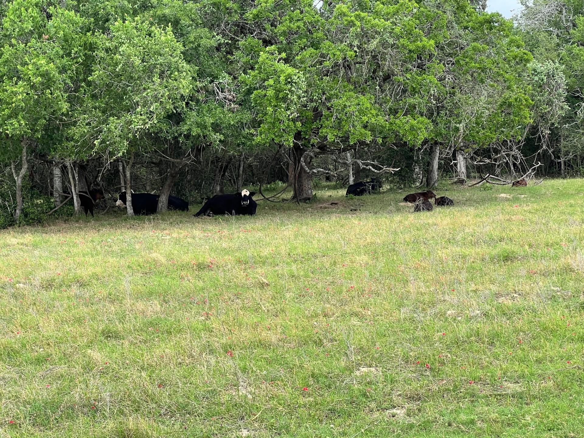 Lot 17 Settlement Way, Luling, TX 78648