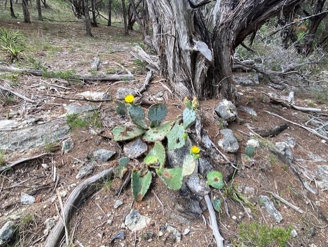 20902 Stone Cliff Dr, Lago Vista, TX 78645