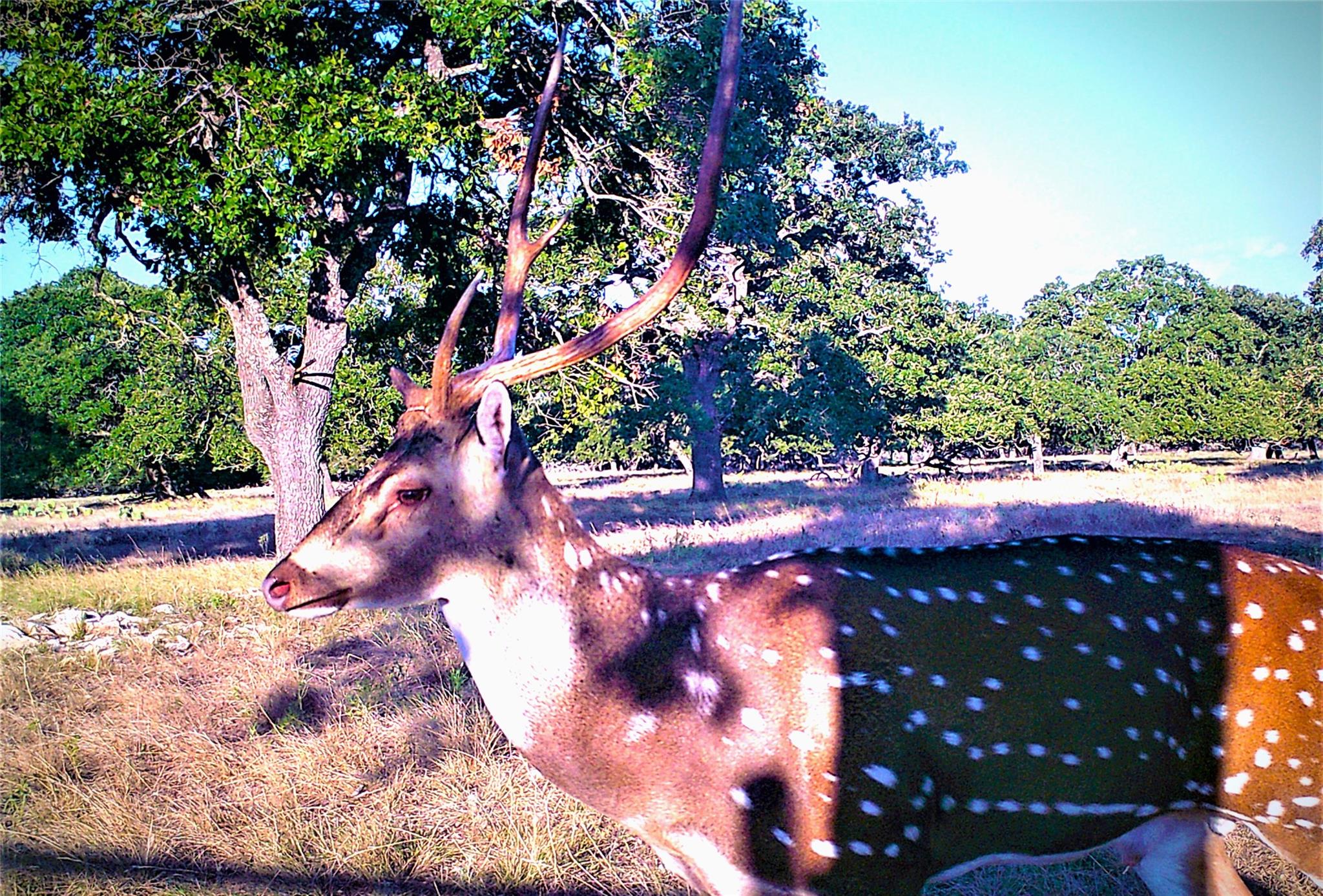 51 Dead End Rd., Mountain Home, TX 78058