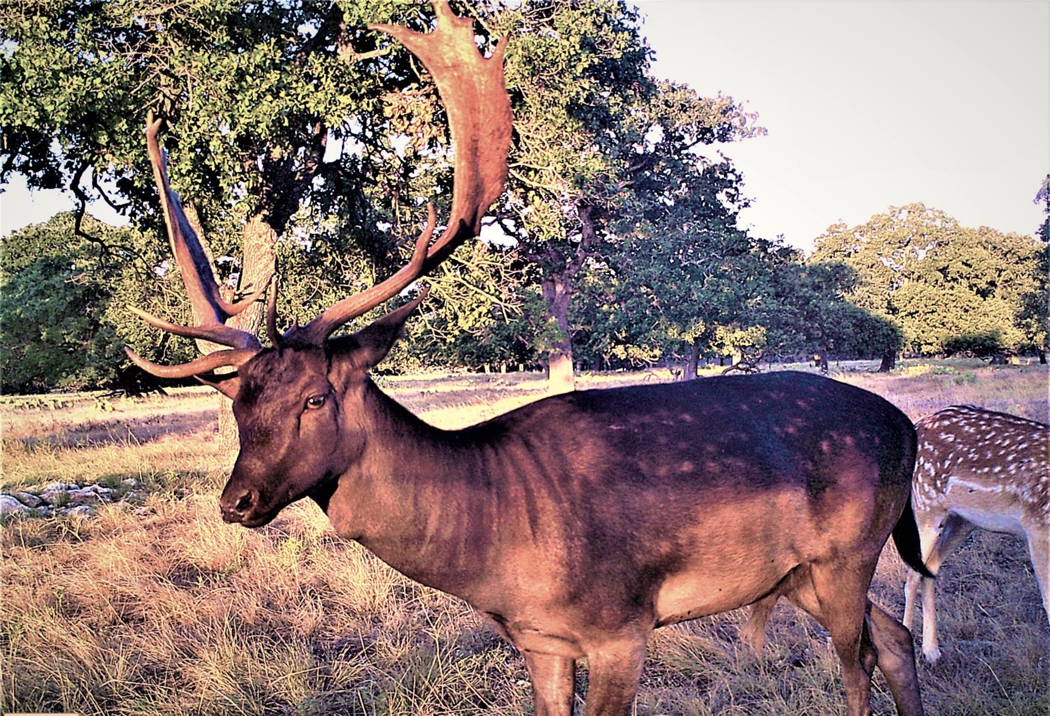 51 Dead End Rd., Mountain Home, TX 78058