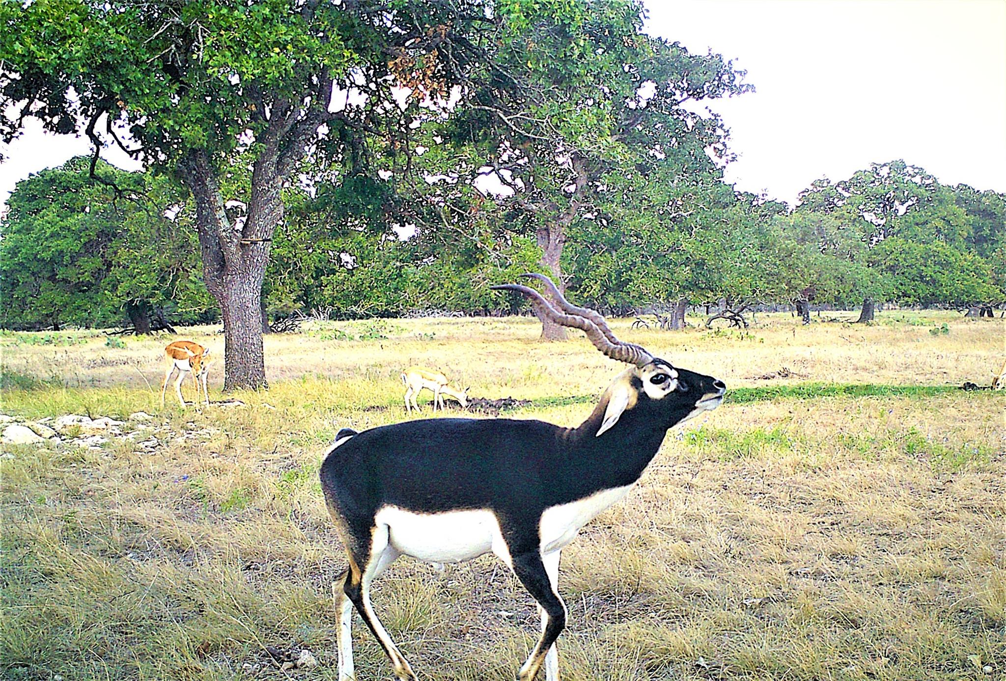 51 Dead End Rd., Mountain Home, TX 78058