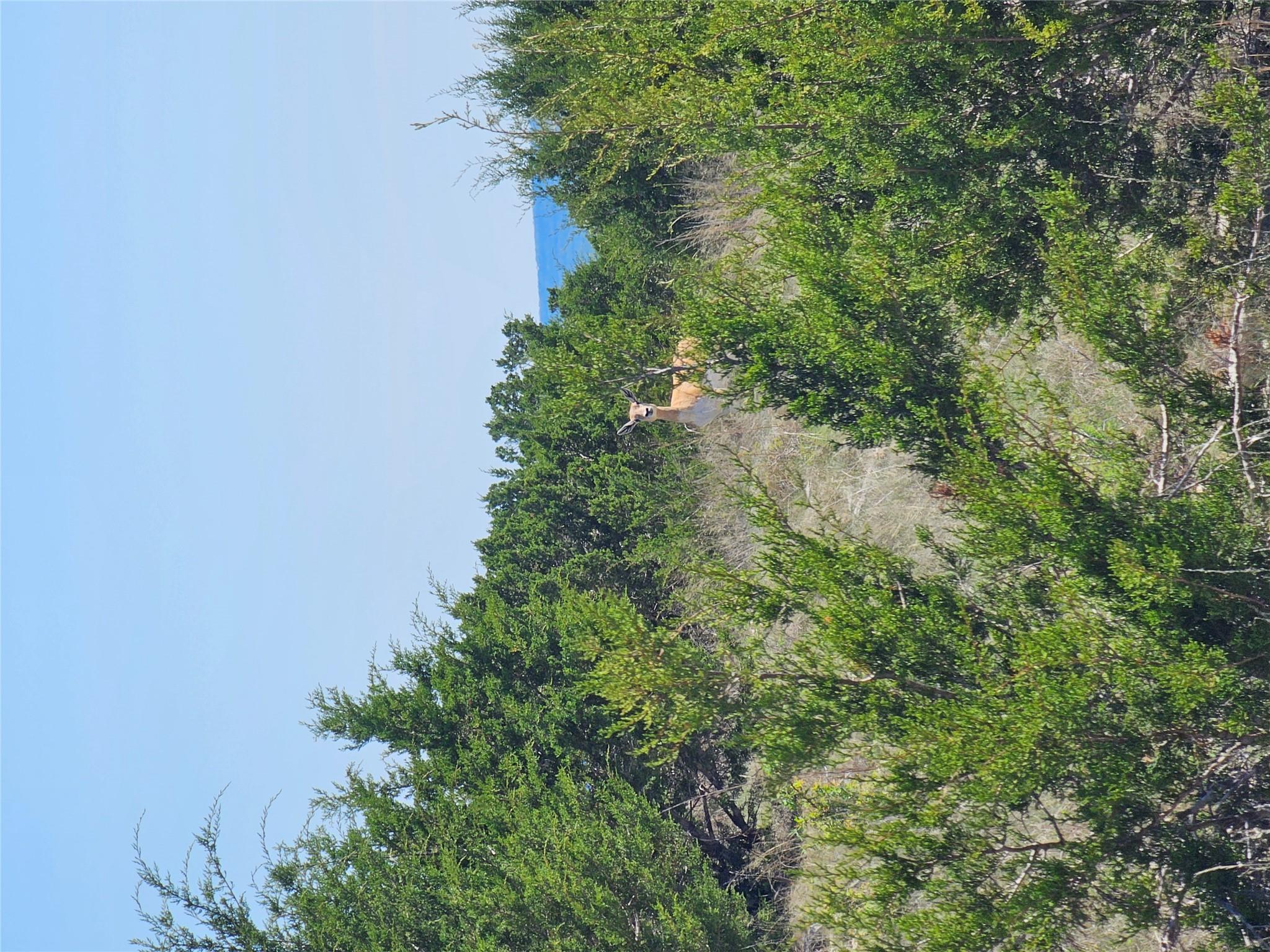 292 N Scenic Hills Ct, Blanco, TX 78606