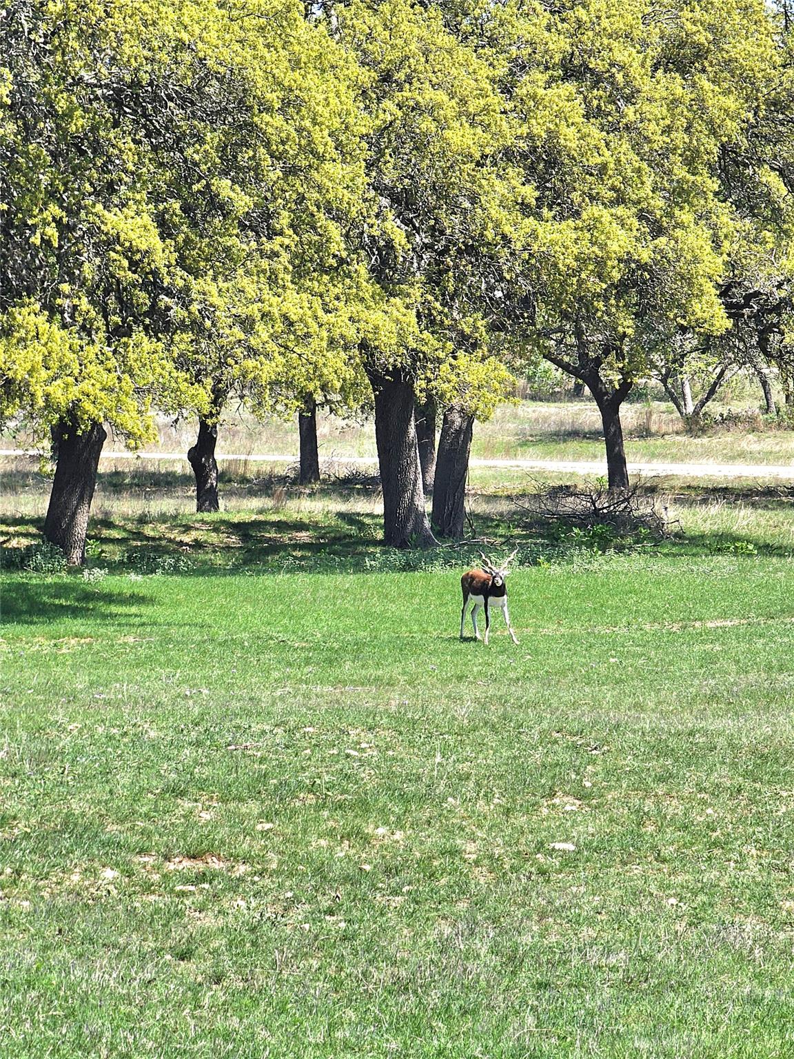 292 N Scenic Hills Ct, Blanco, TX 78606