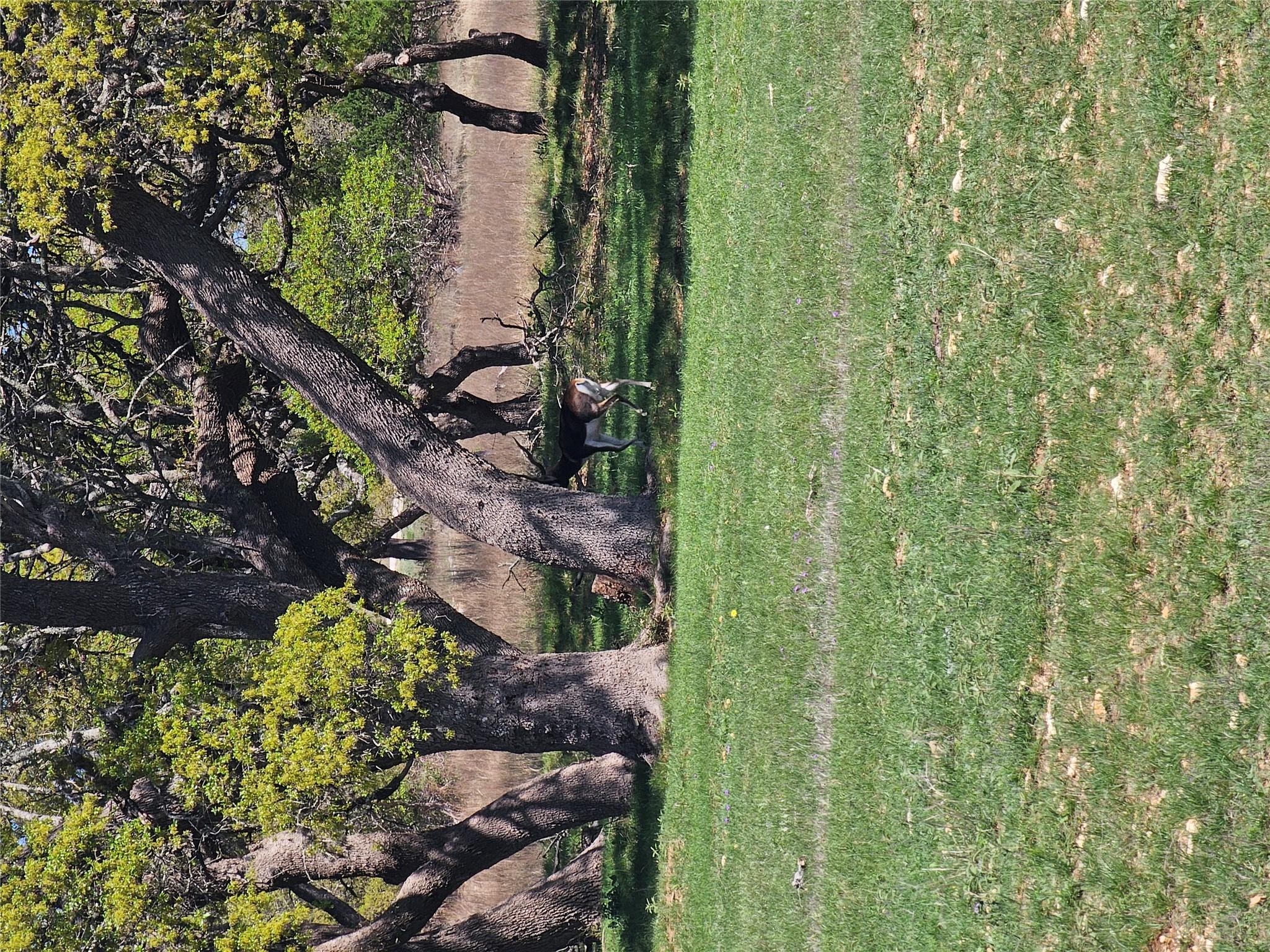 292 N Scenic Hills Ct, Blanco, TX 78606