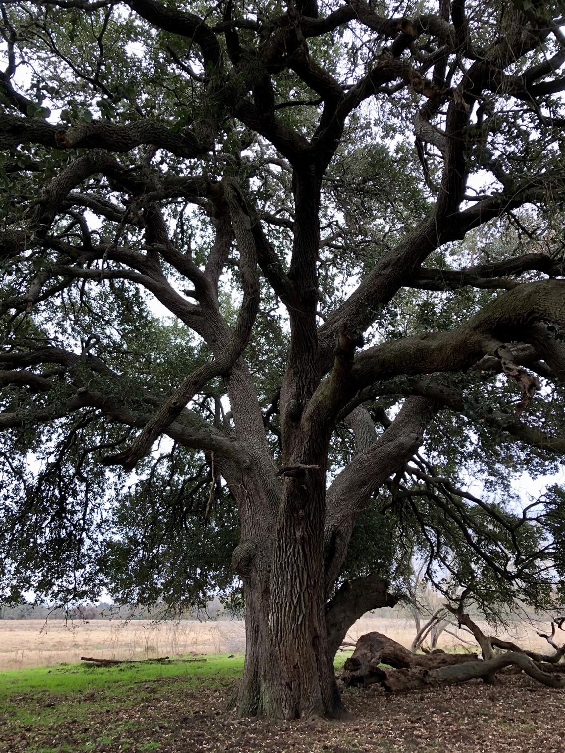 TBD 144.45 acres, Smithville, TX 78957