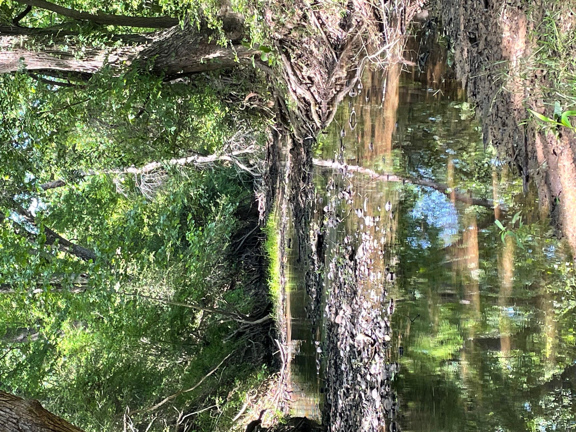 TBD 144.45 acres, Smithville, TX 78957