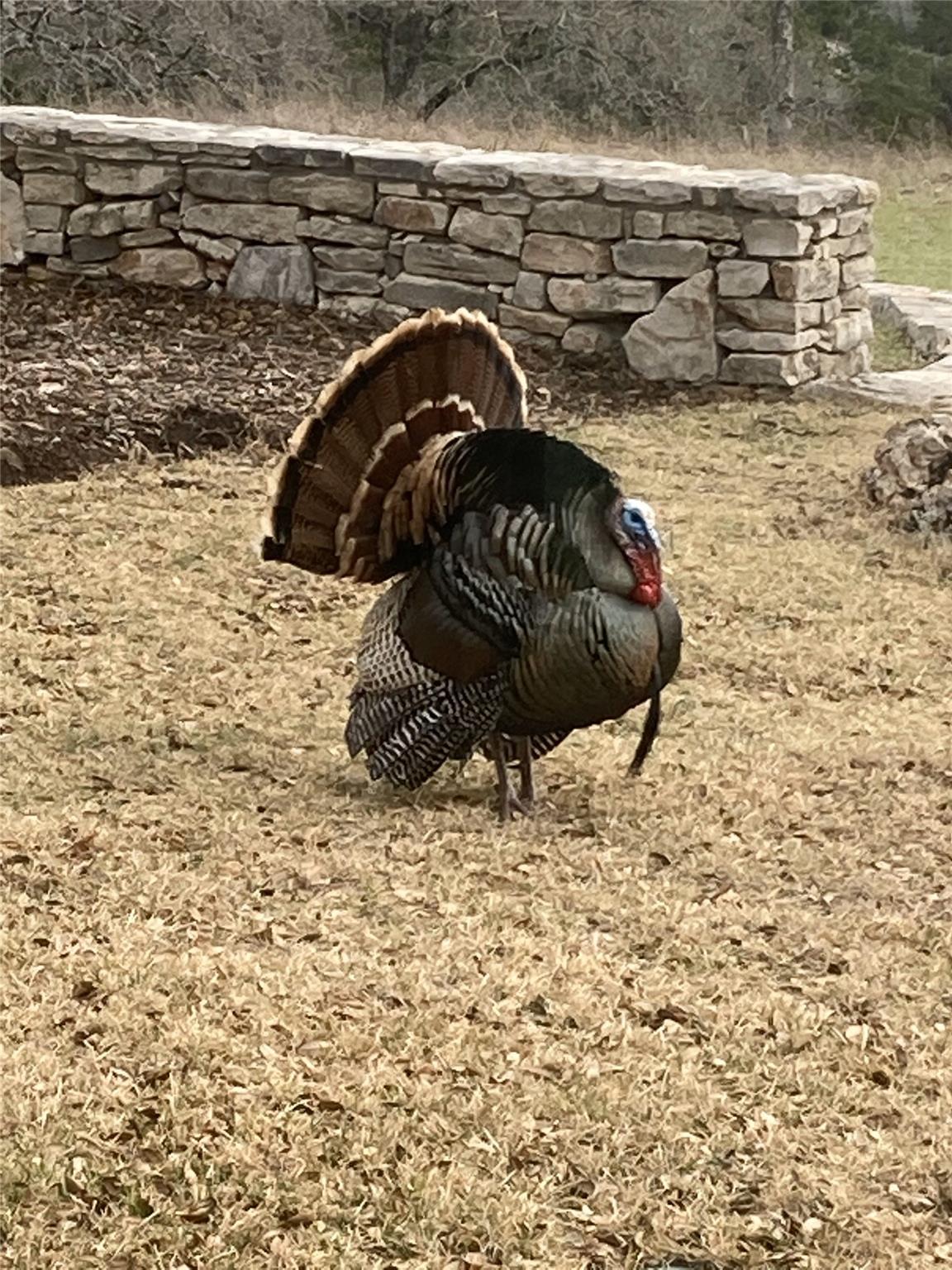 1519 Brushy Top Trl, Blanco, TX 78606