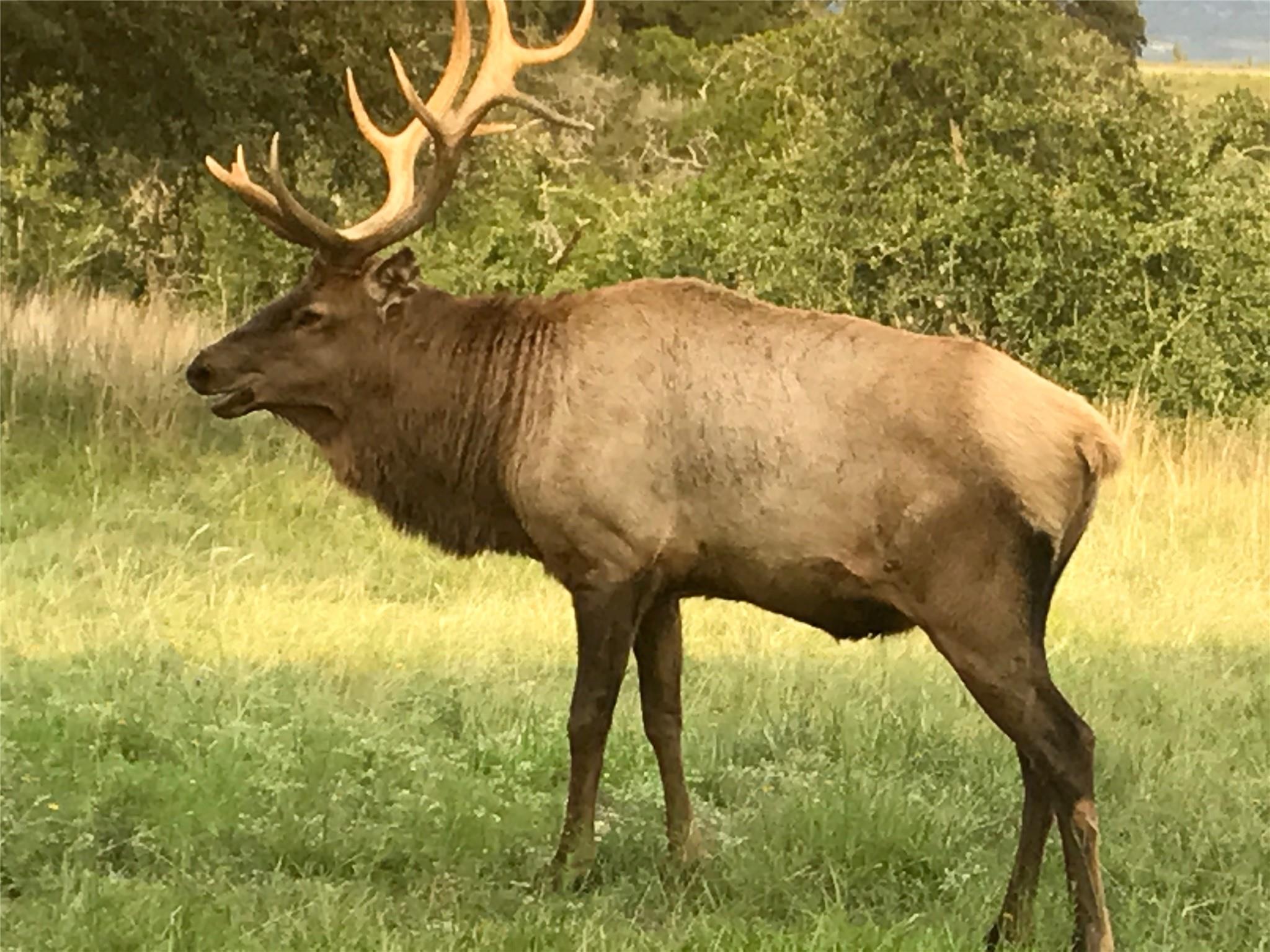 1519 Brushy Top Trl, Blanco, TX 78606