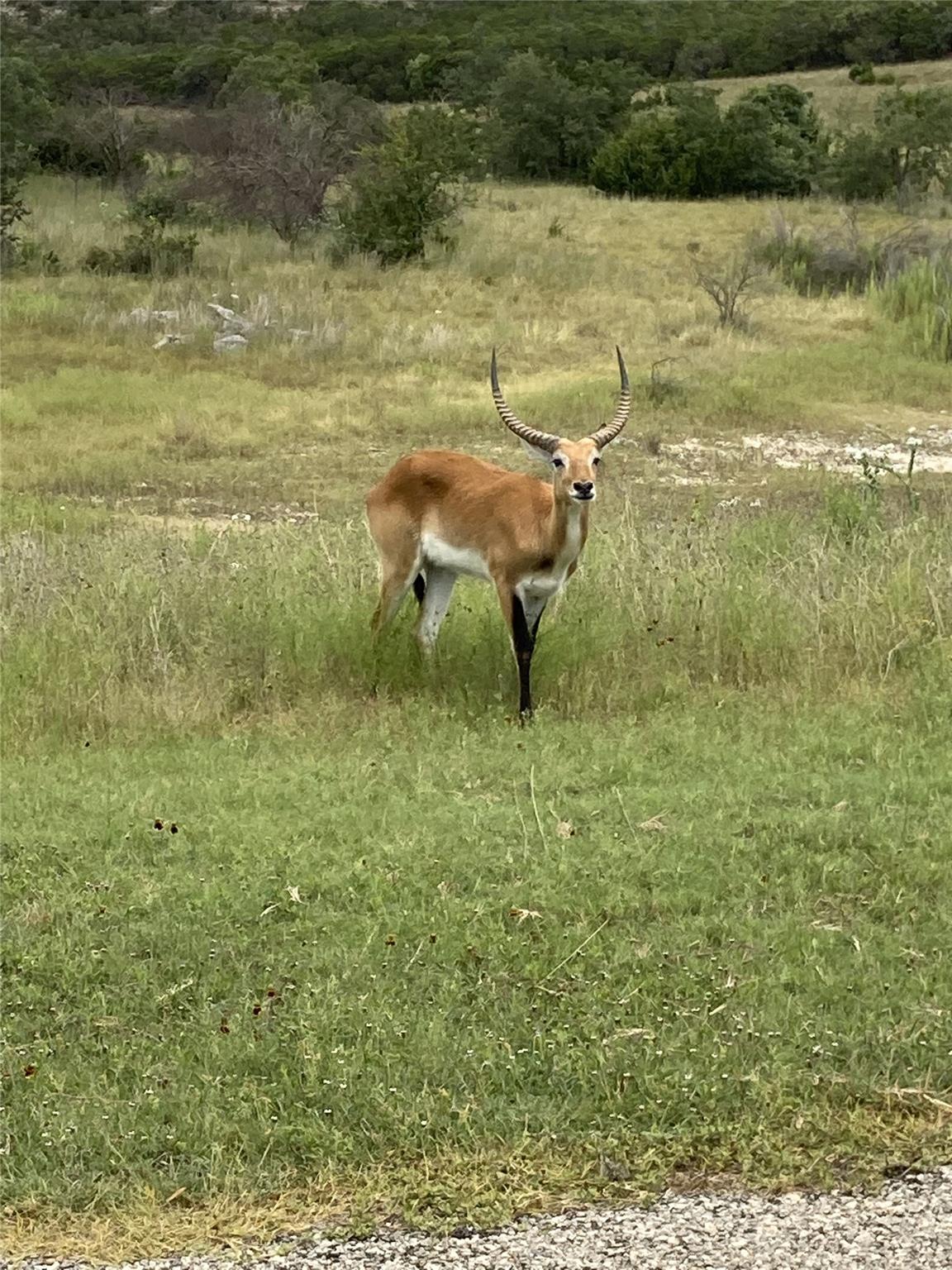 1519 Brushy Top Trl, Blanco, TX 78606