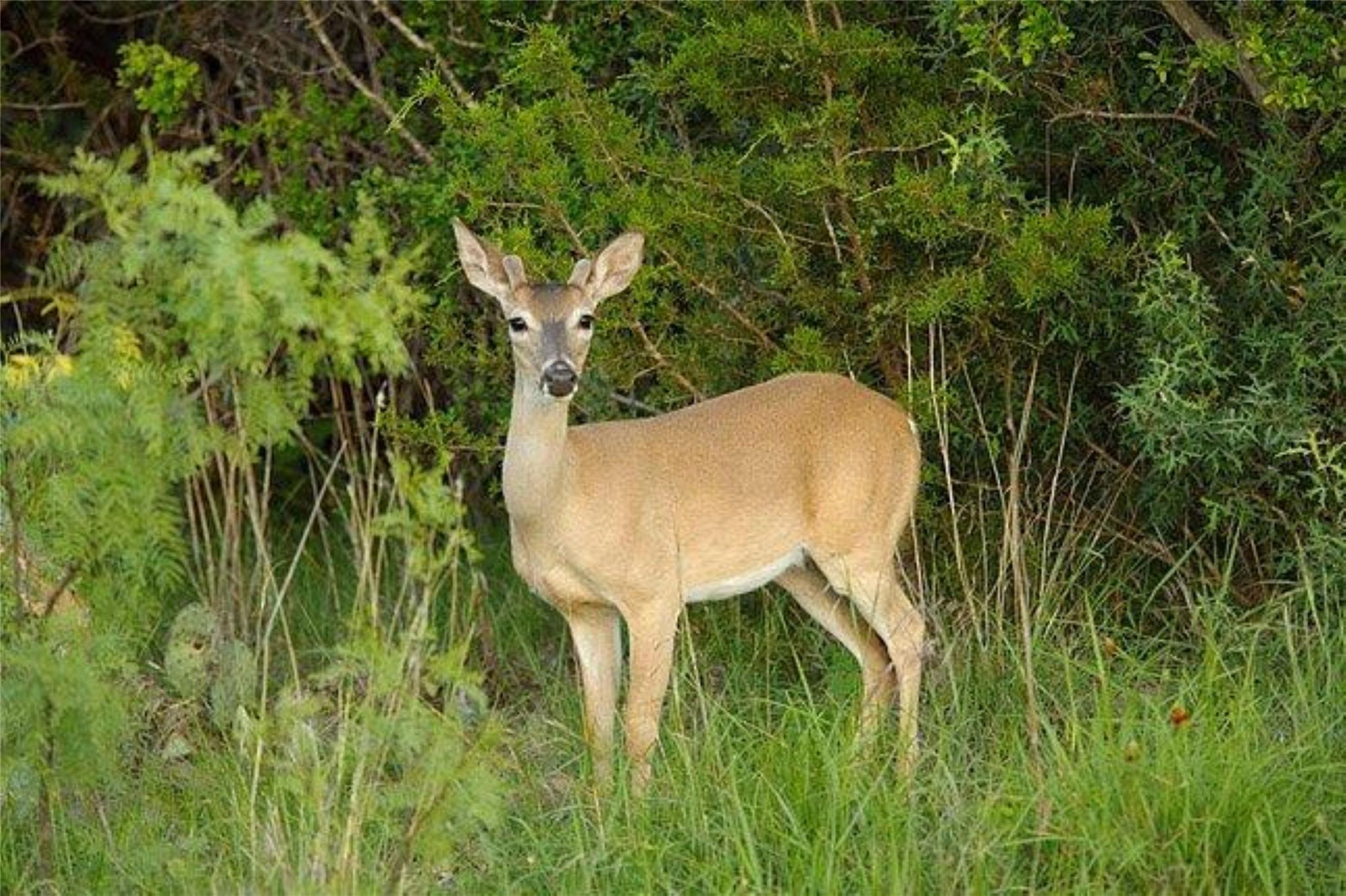 Lot 28A The Trails Pkwy, Horseshoe Bay, TX 78657