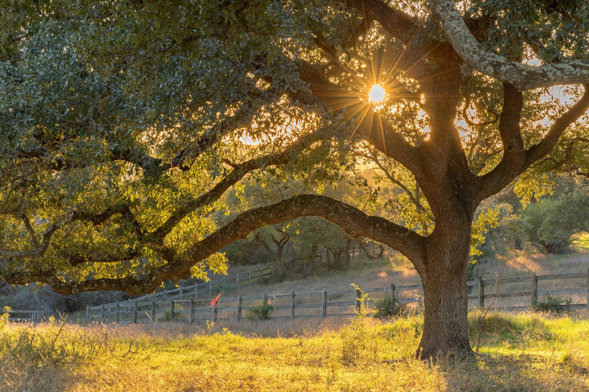 18700 Madrone Ranch Trail, Austin, TX 78738