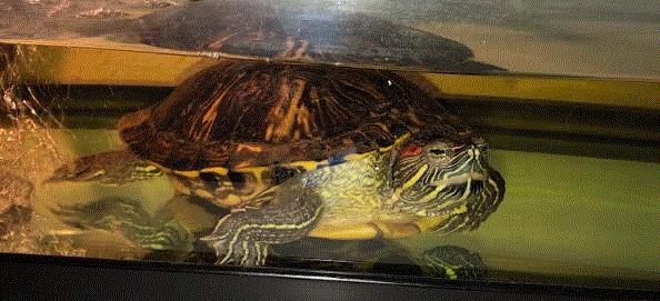 1305 Meadow Dr, Killeen, TX 76549