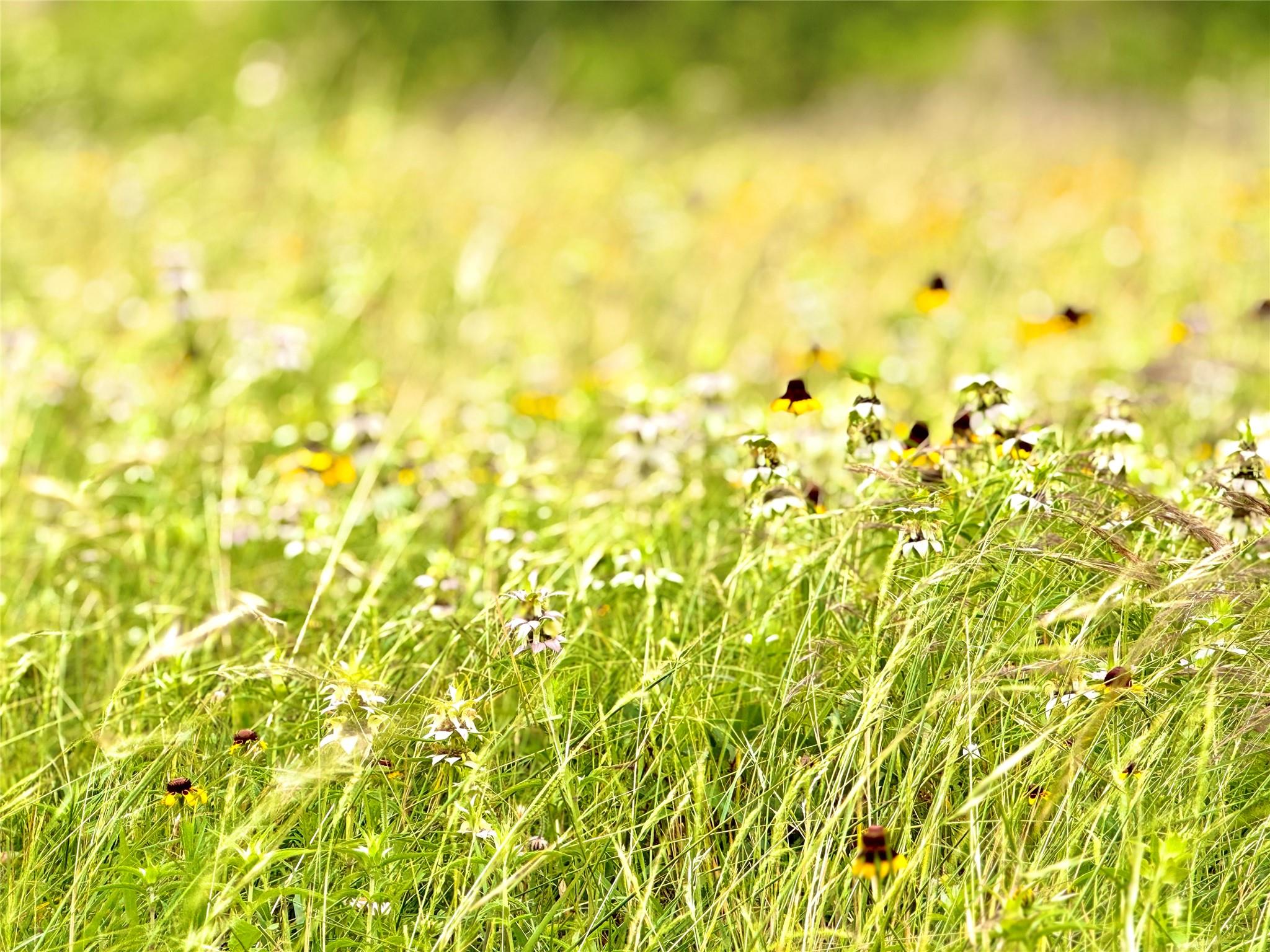 TBD Tract Q FM 108, Smiley, TX 78159