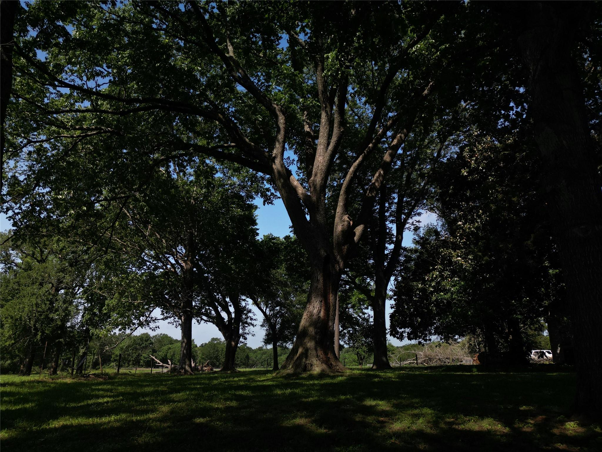 17137 County Road 319, Navasota, TX 77868