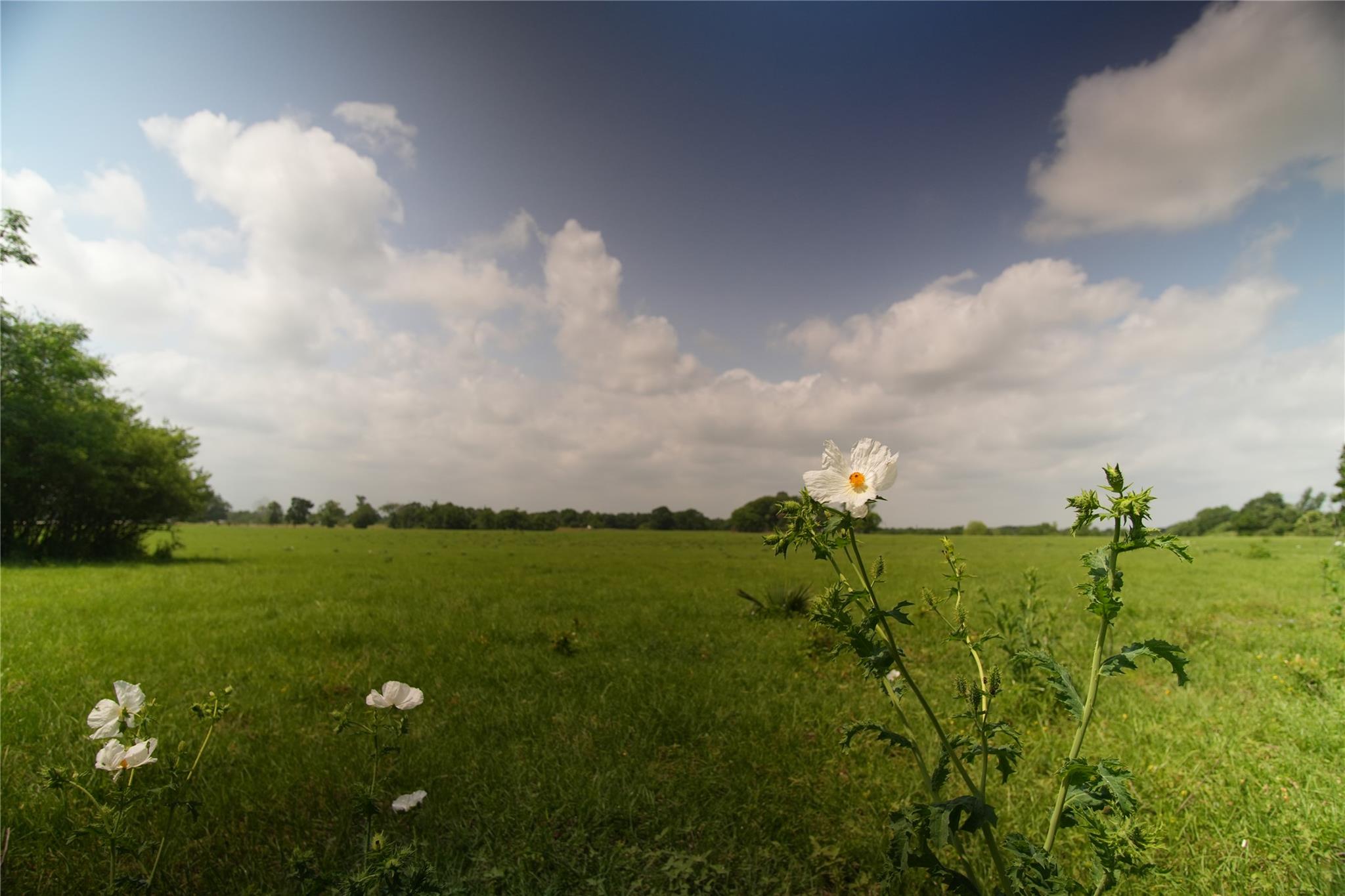 17137 County Road 319, Navasota, TX 77868