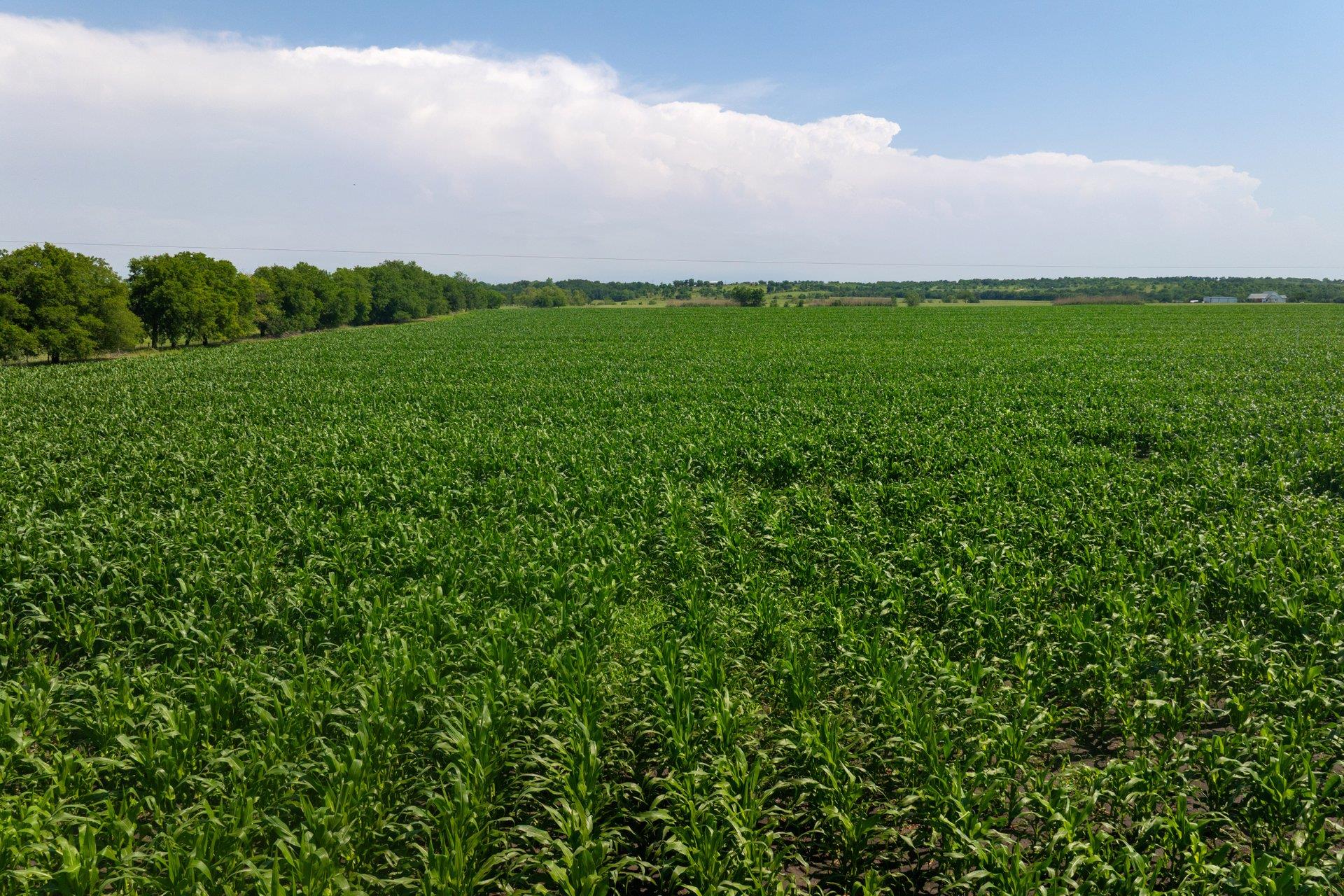 Tract 3 County Road 425, Thorndale, TX 76577