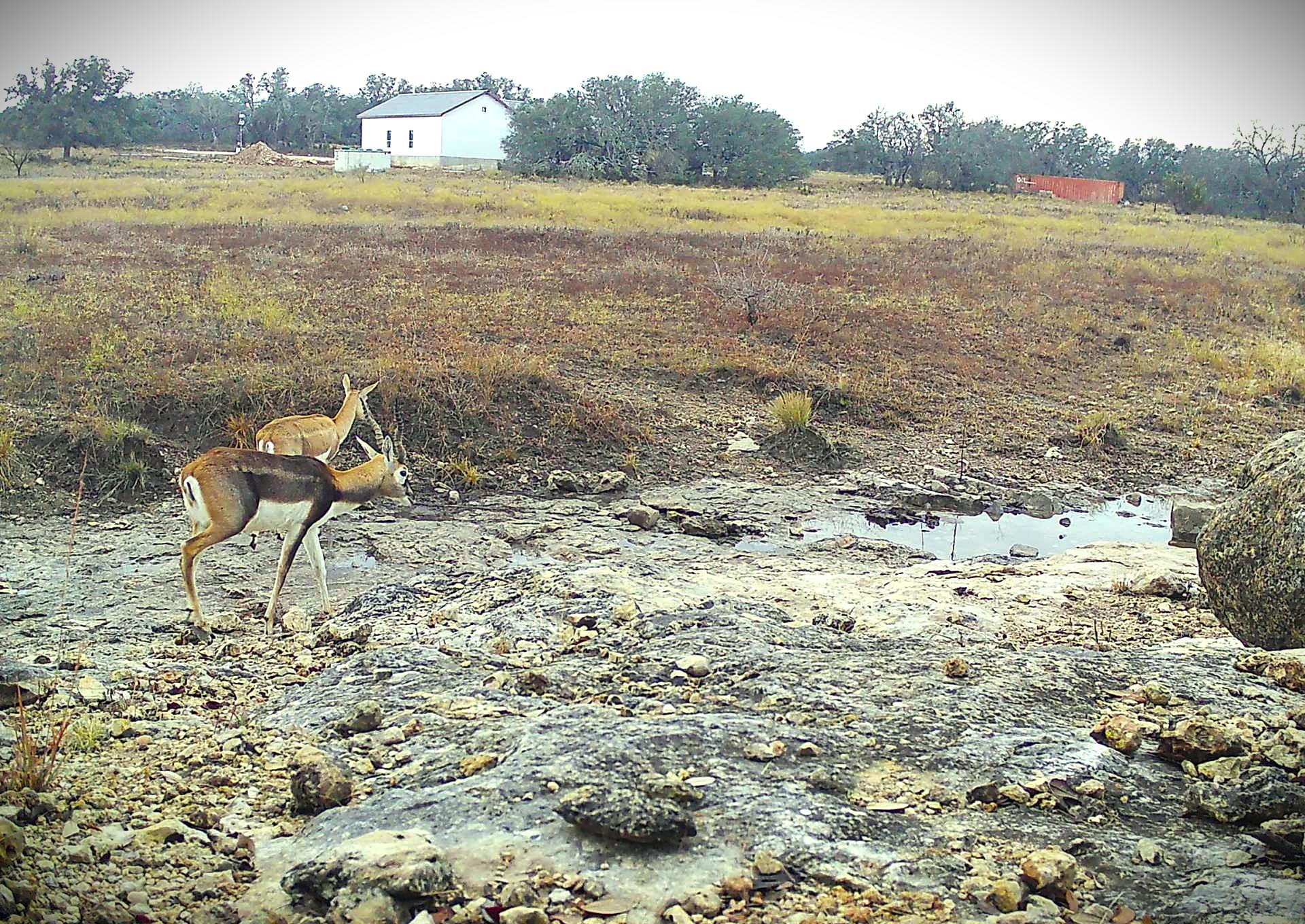 Lot 231 Winecup Dr, Lampasas, TX 76550