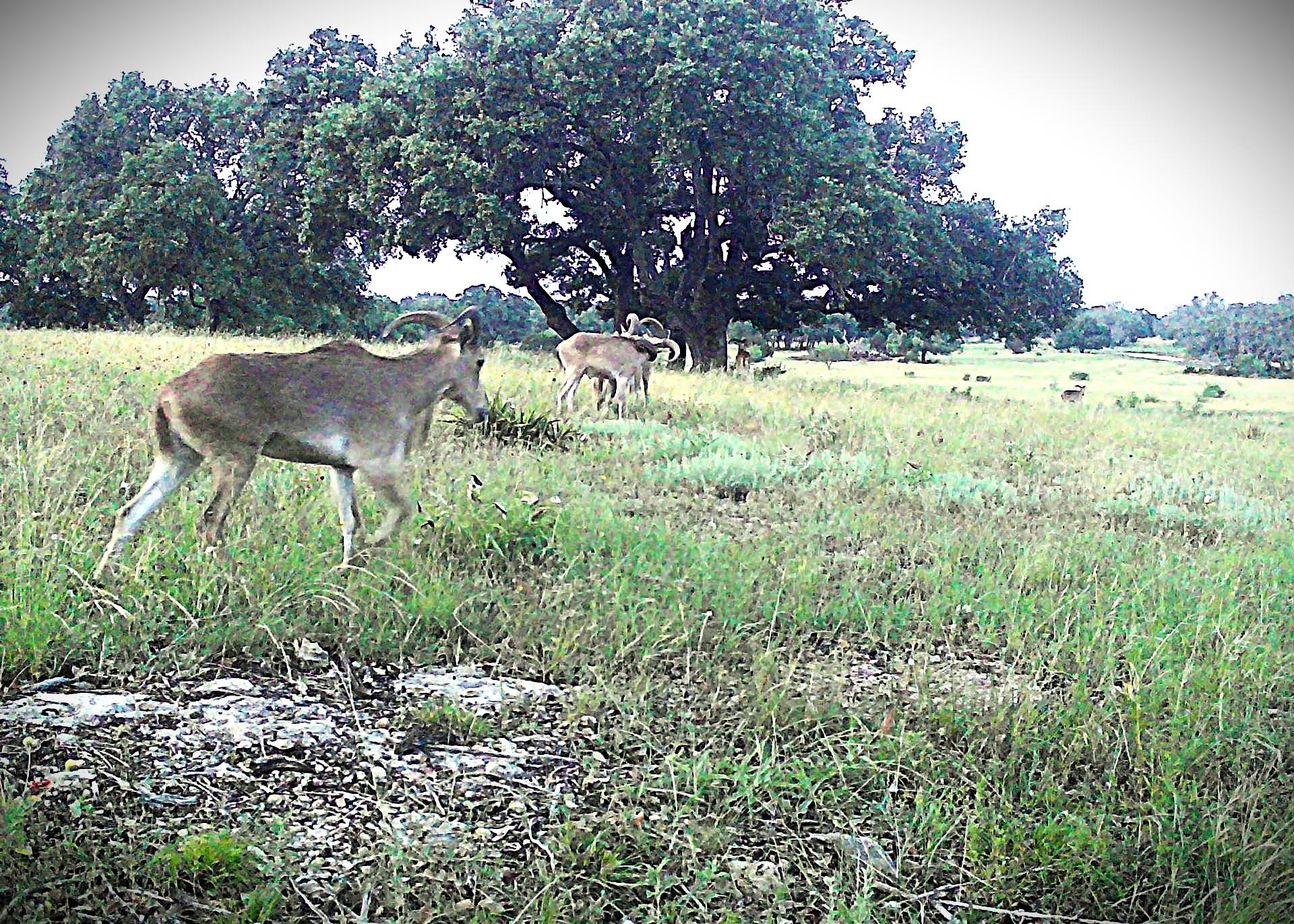 Lot 231 Winecup Dr, Lampasas, TX 76550