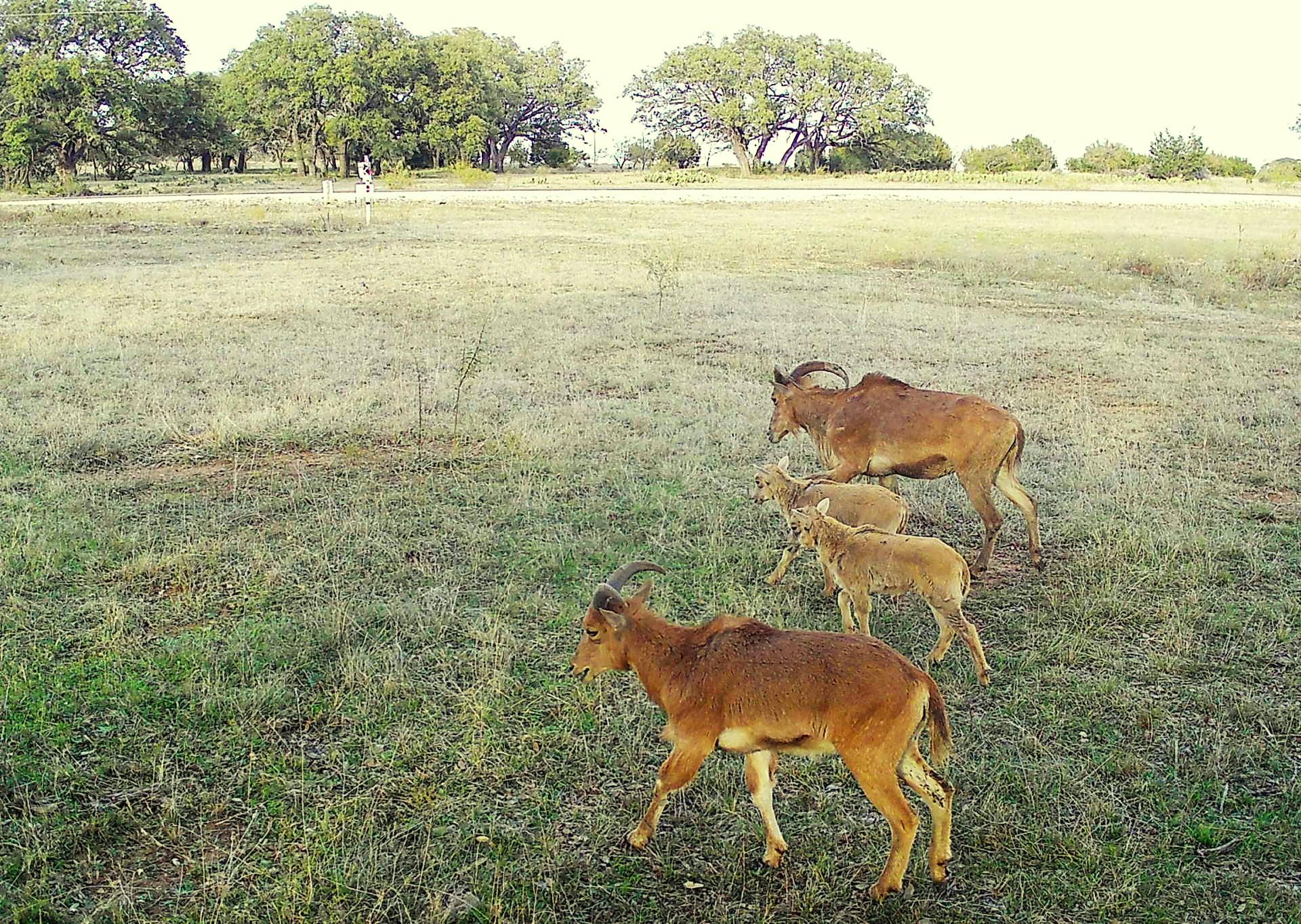 Lot 231 Winecup Dr, Lampasas, TX 76550