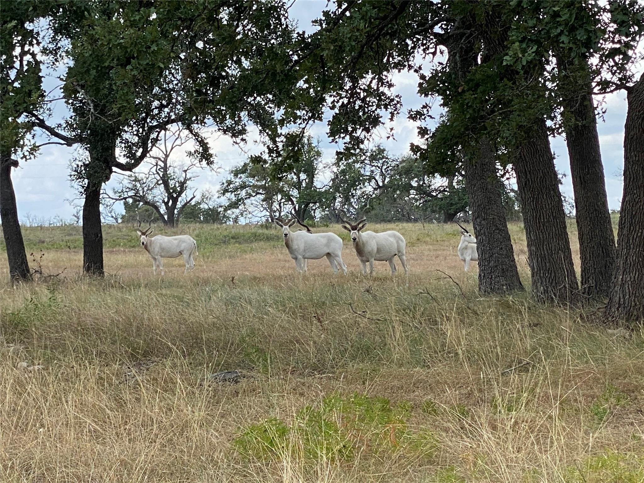 619 Cornehl Rd, Fredericksburg, TX 78624