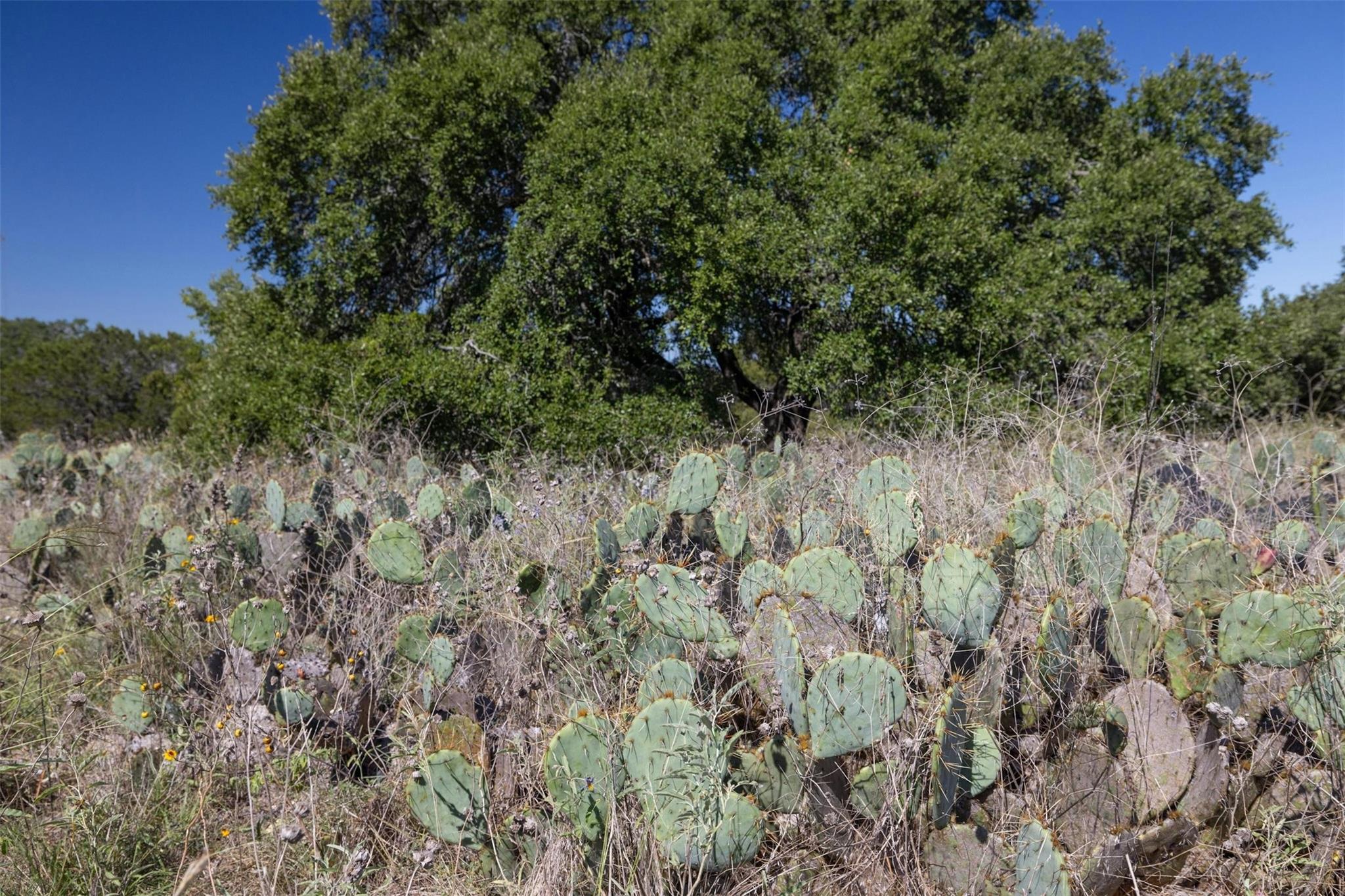 412 S Bear Creek Rd, Liberty Hill, TX 78642